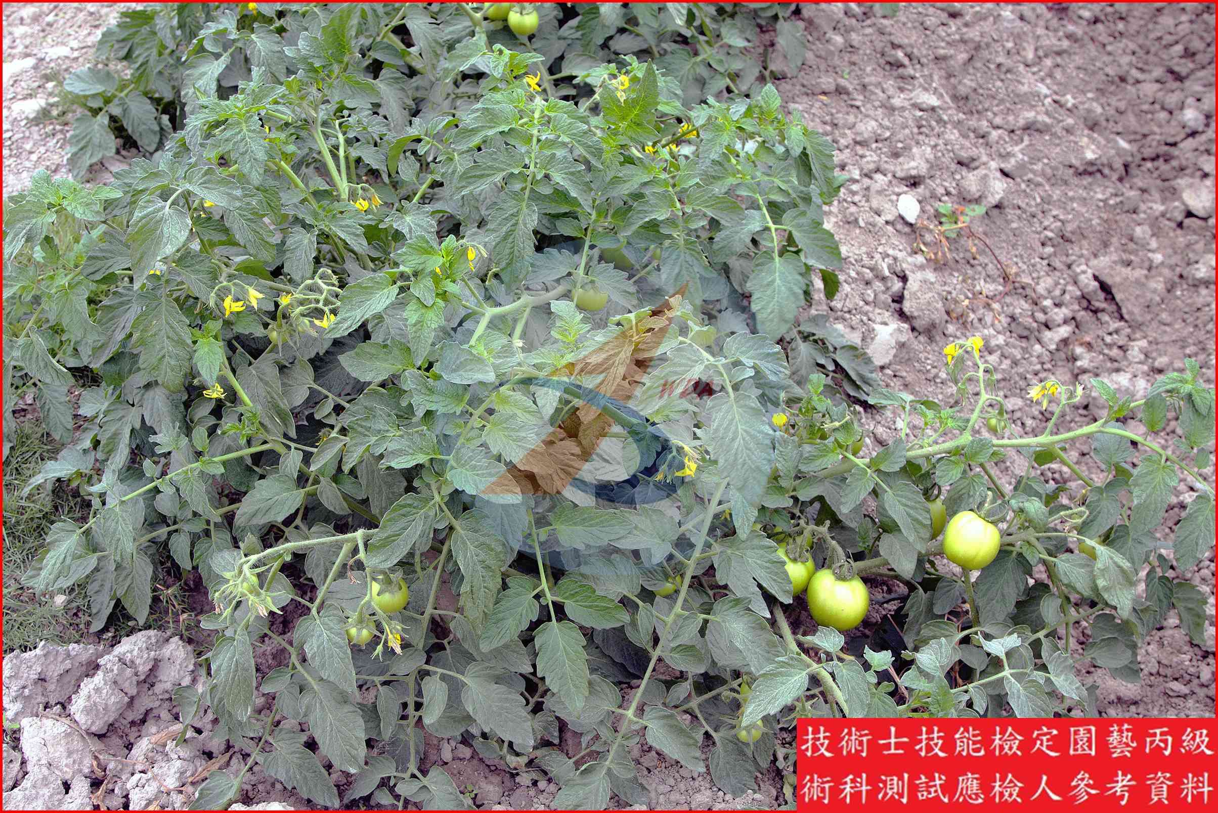 番茄 園藝丙級識別圖片 14