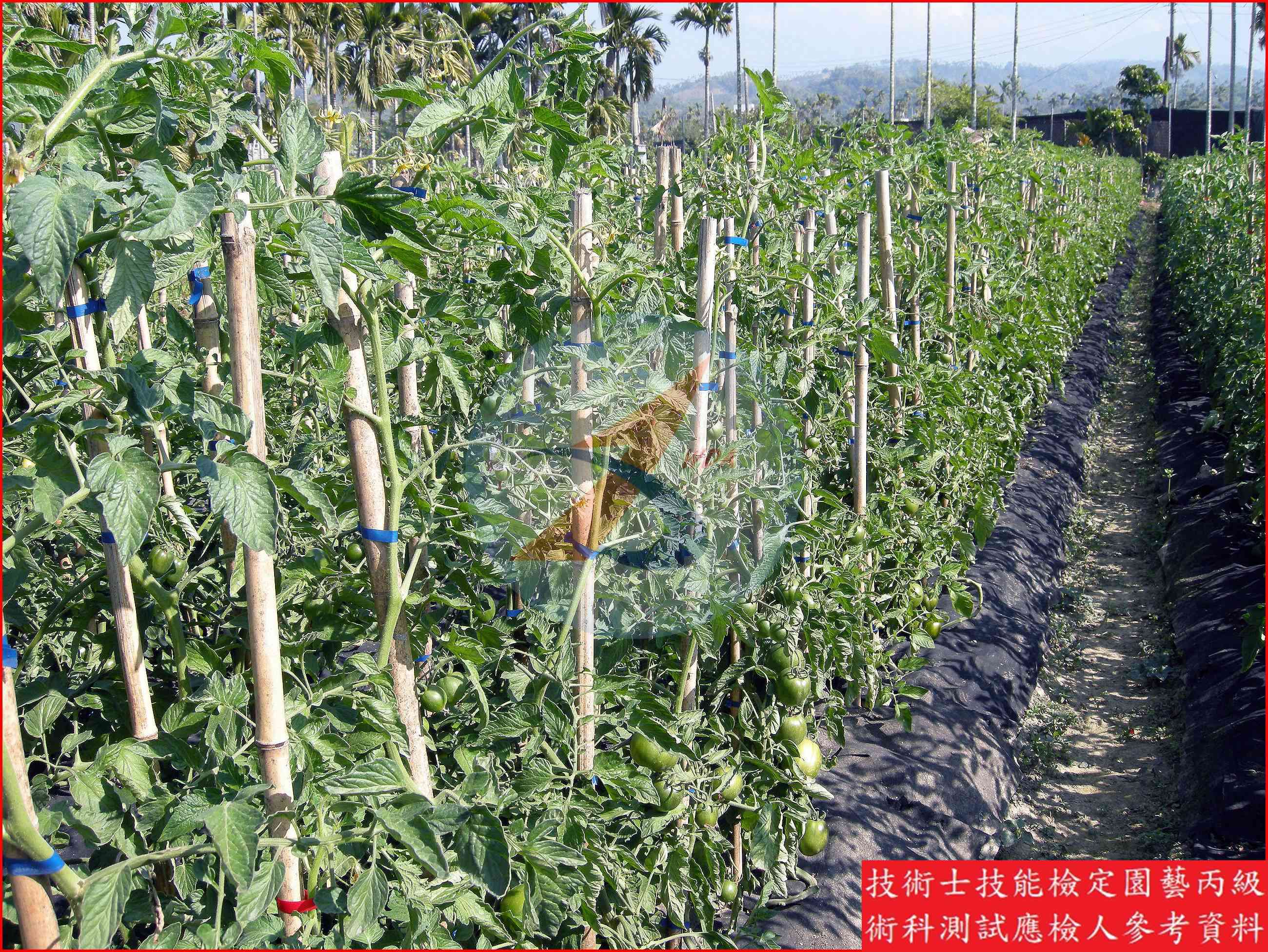 番茄 園藝丙級識別圖片 16