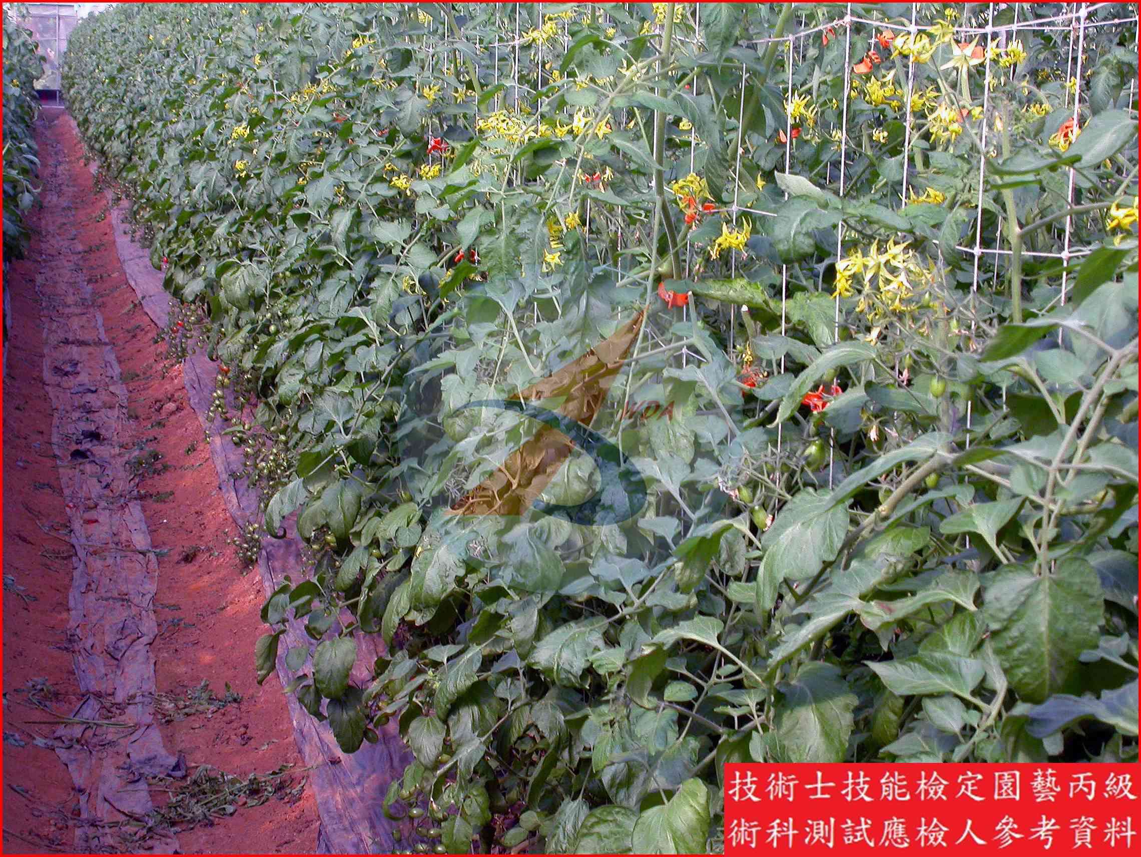 番茄 園藝丙級識別圖片 17