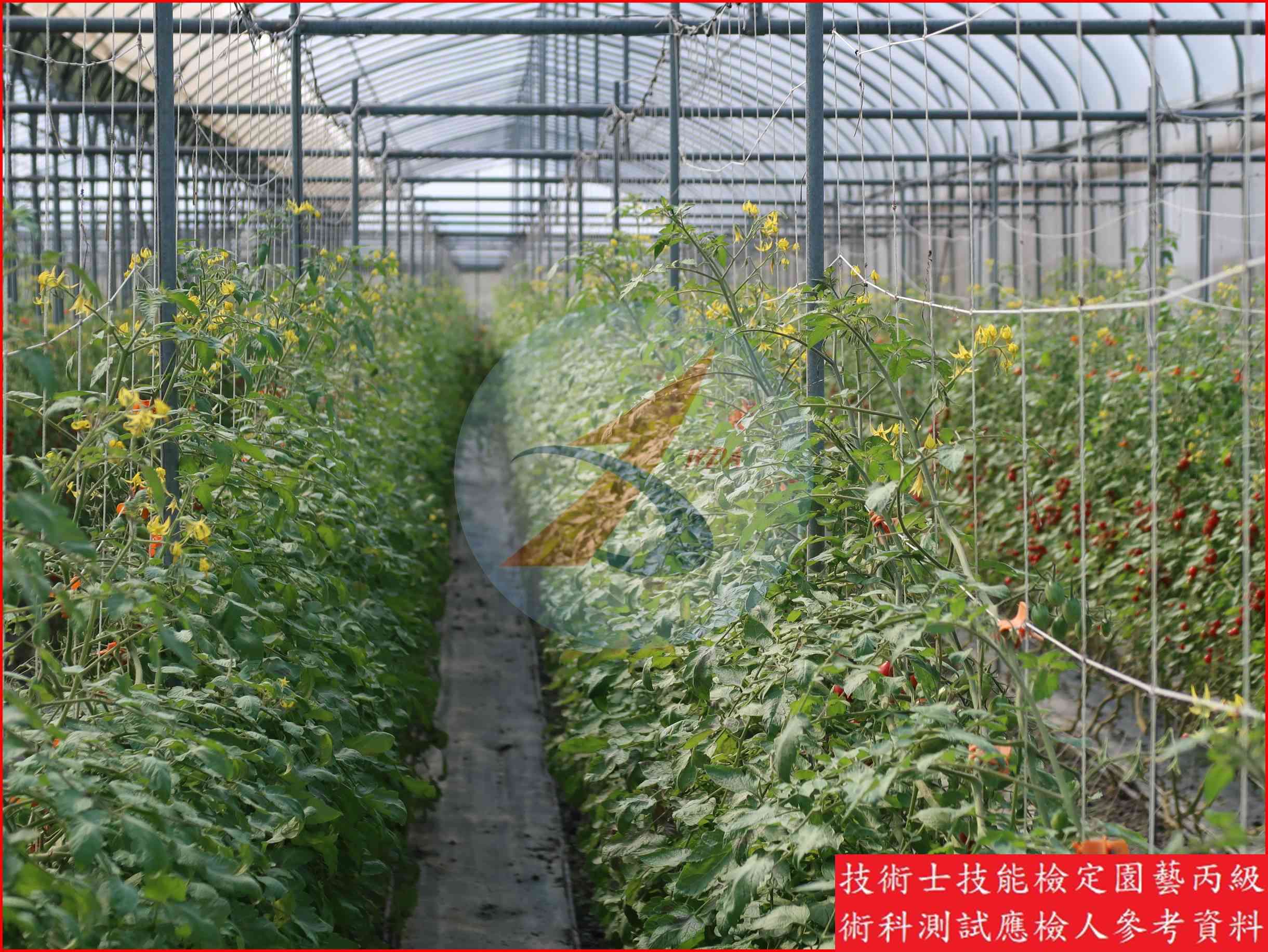 番茄 園藝丙級識別圖片 19
