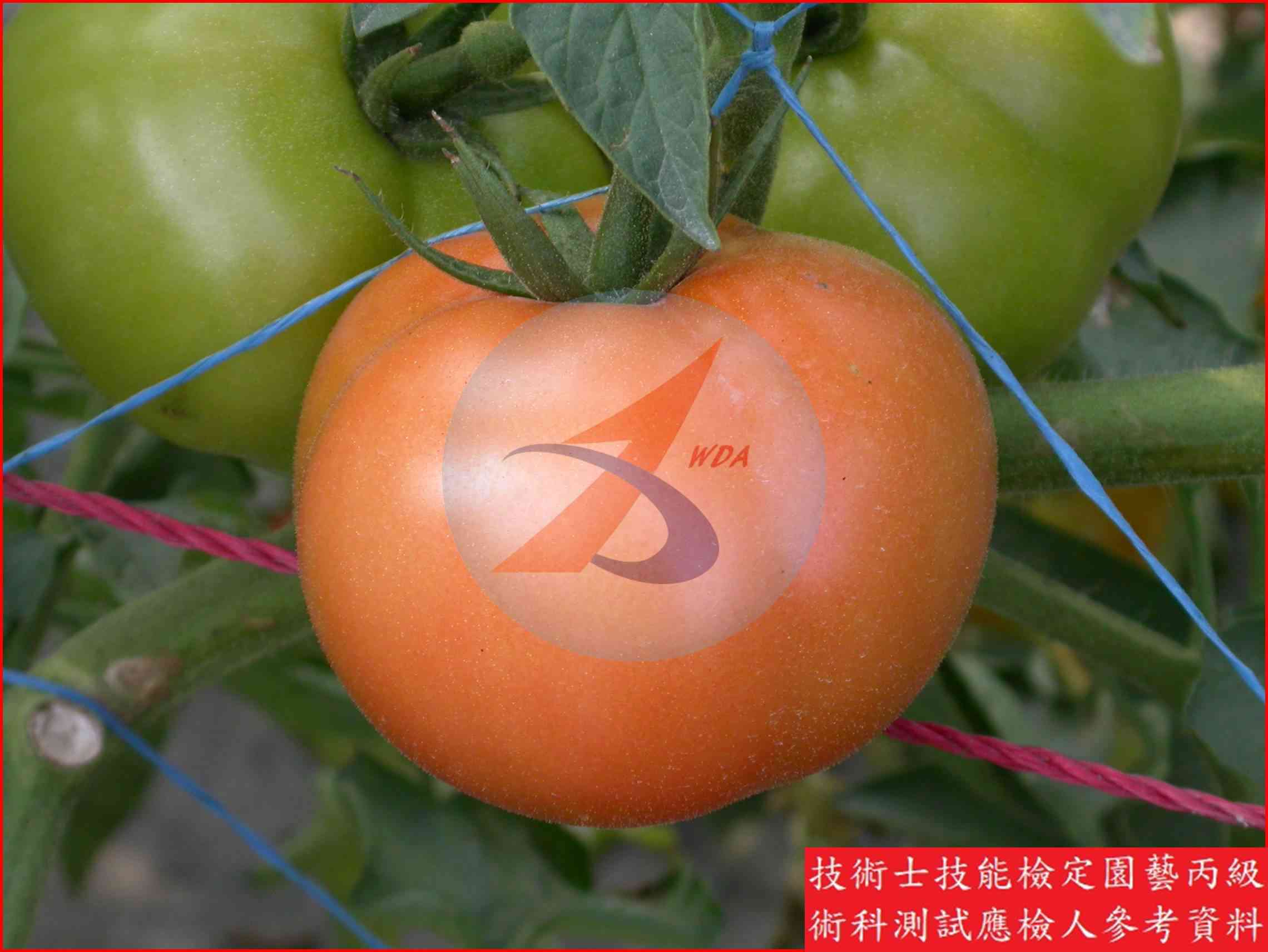 番茄 園藝丙級識別圖片 2