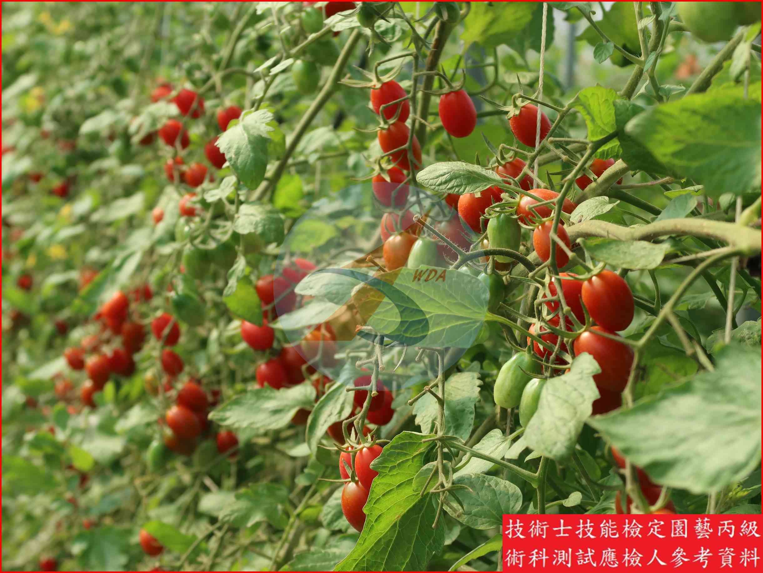 番茄 園藝丙級識別圖片 7