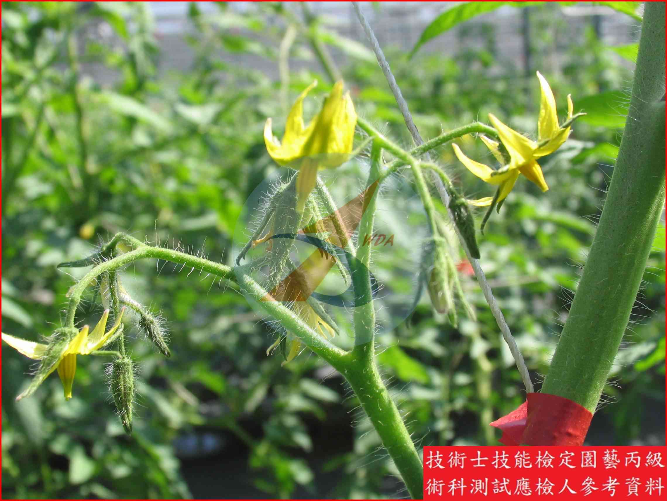 番茄 園藝丙級識別圖片 8