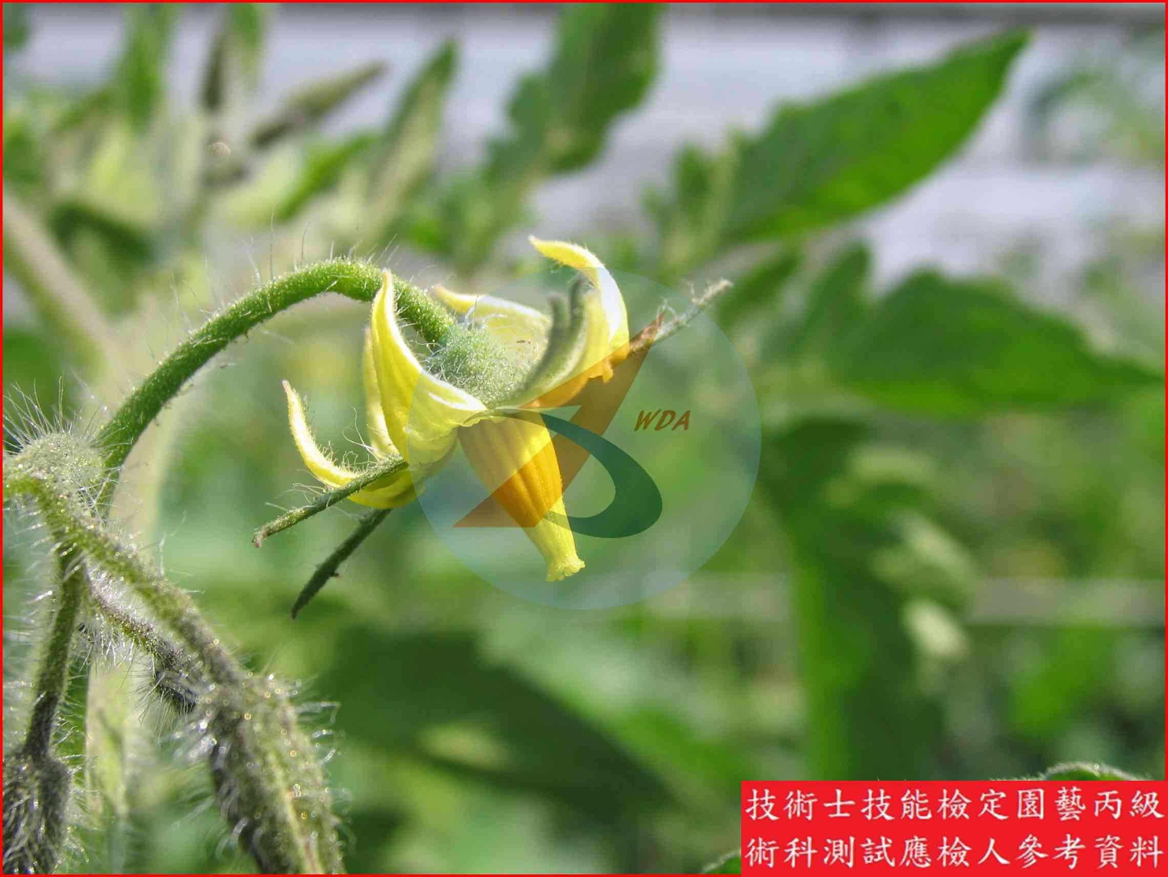 番茄 園藝丙級識別圖片 9