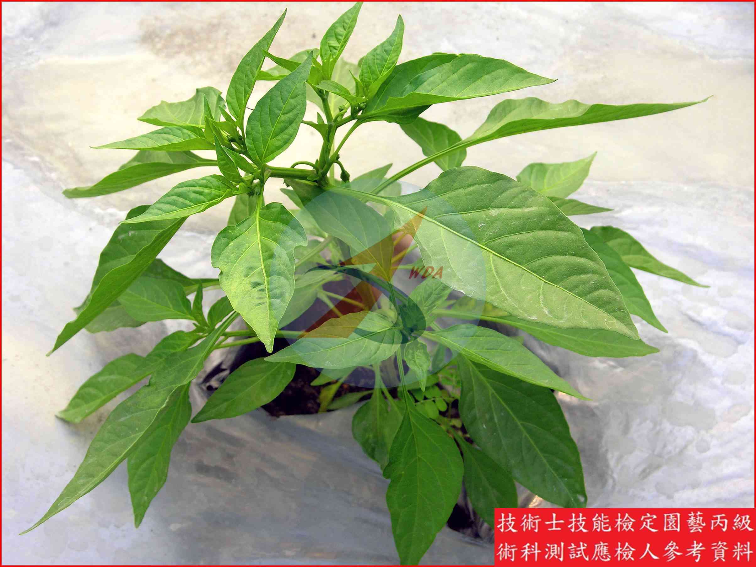辣椒 / 甜椒 比較主圖