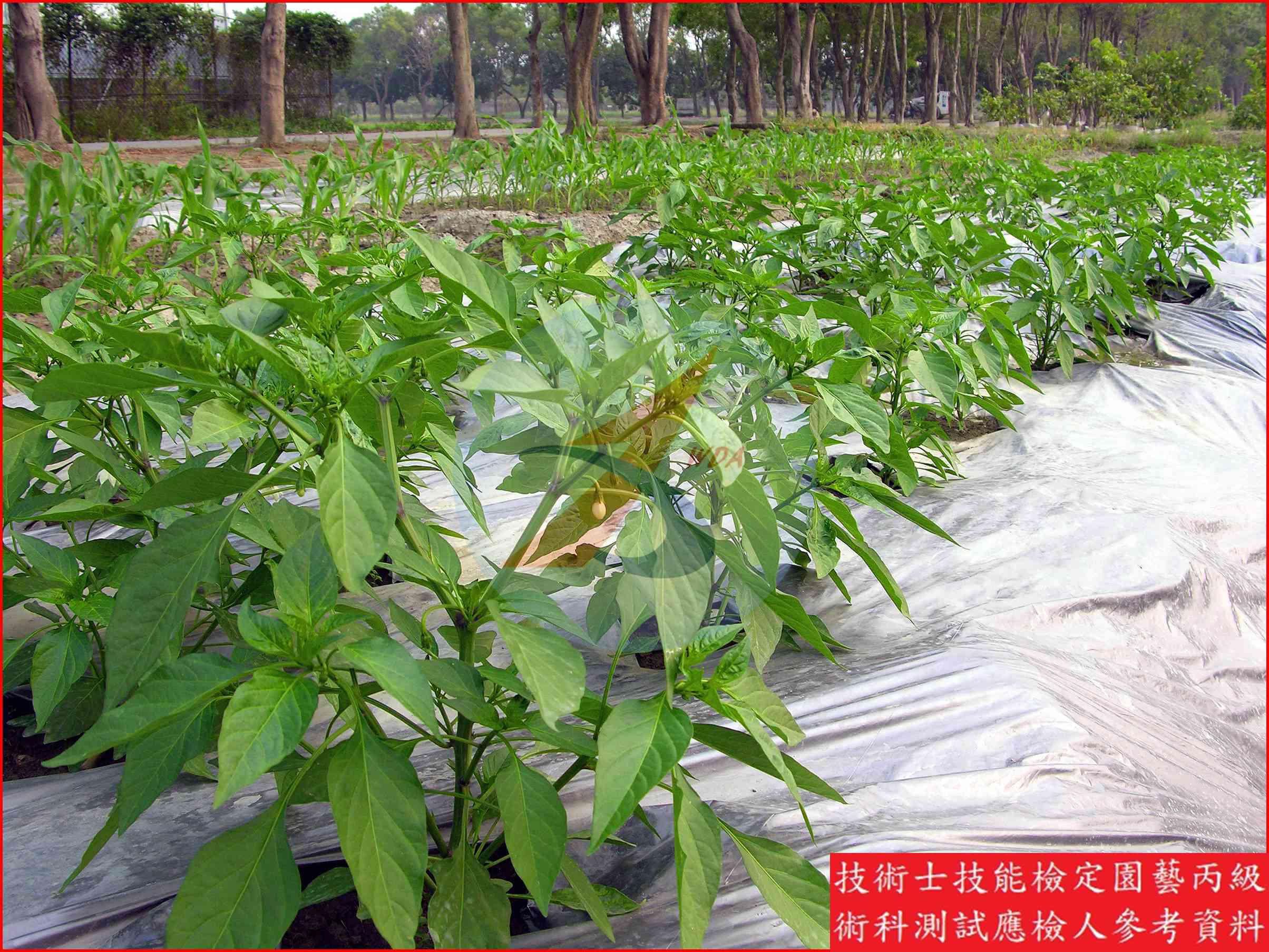 辣椒 園藝丙級識別圖片 2