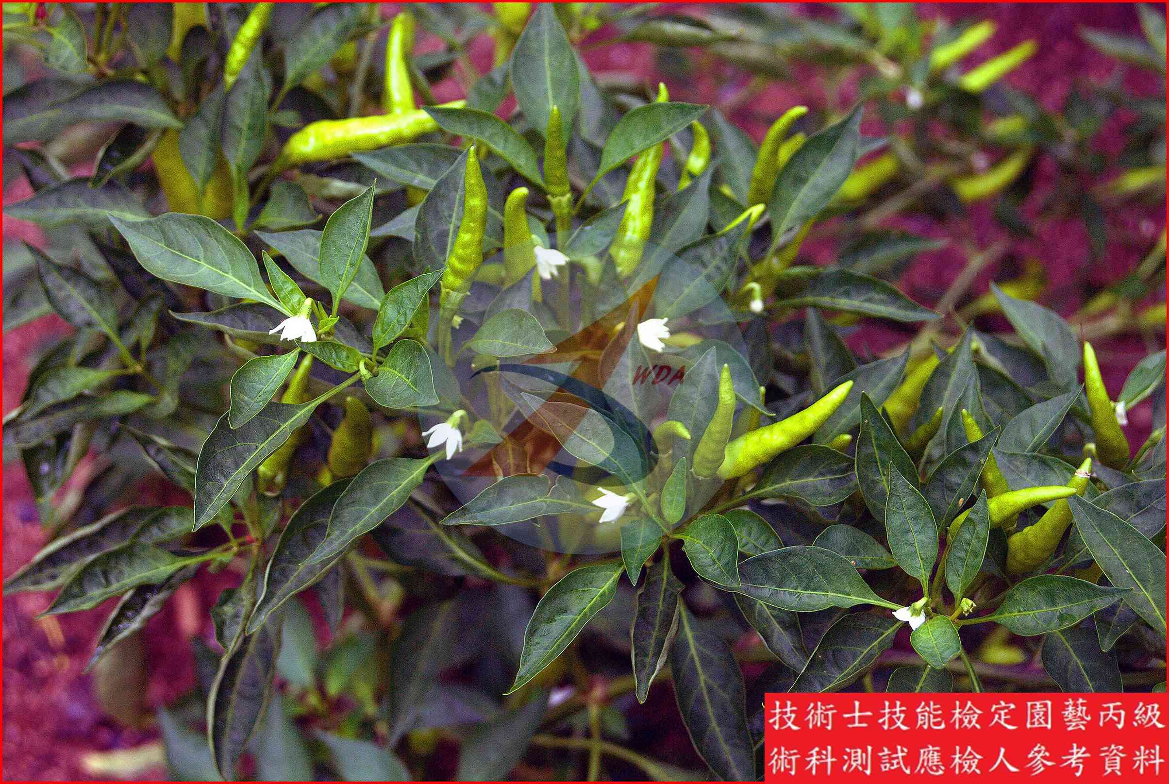 辣椒 園藝丙級識別圖片 3