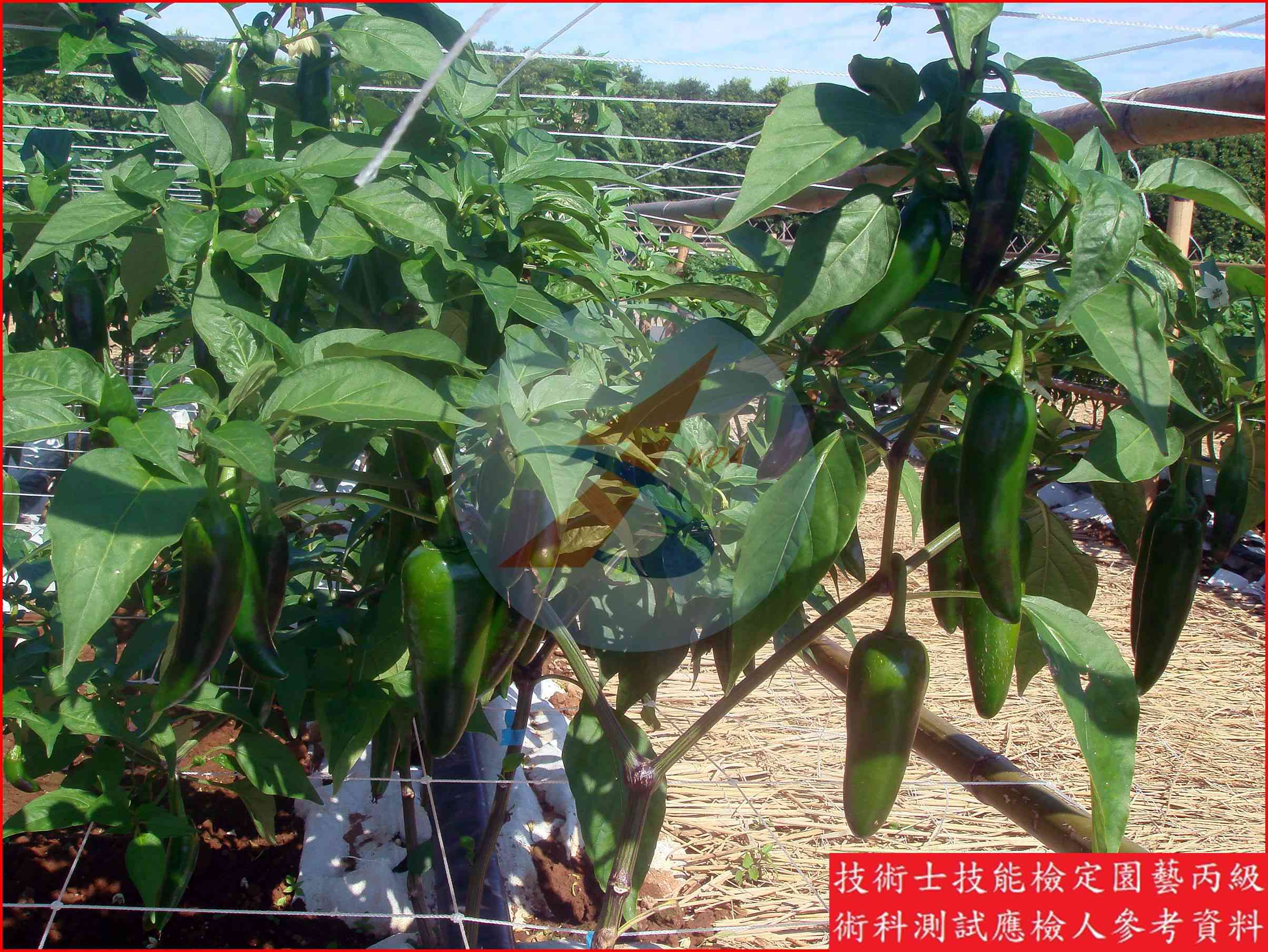 辣椒 園藝丙級識別圖片 4
