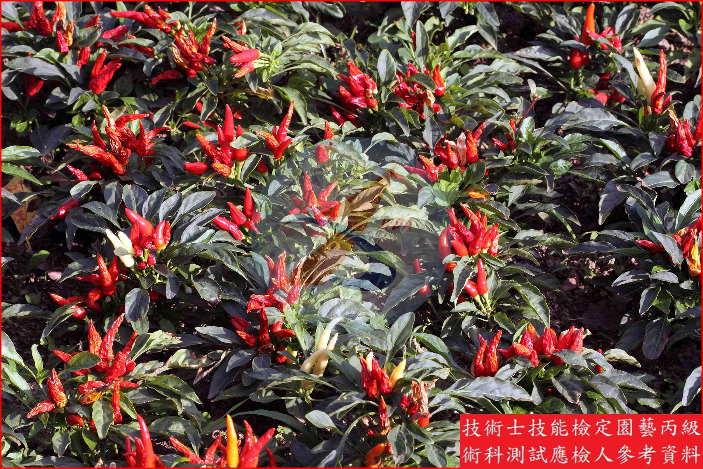 辣椒 園藝丙級識別圖片 5