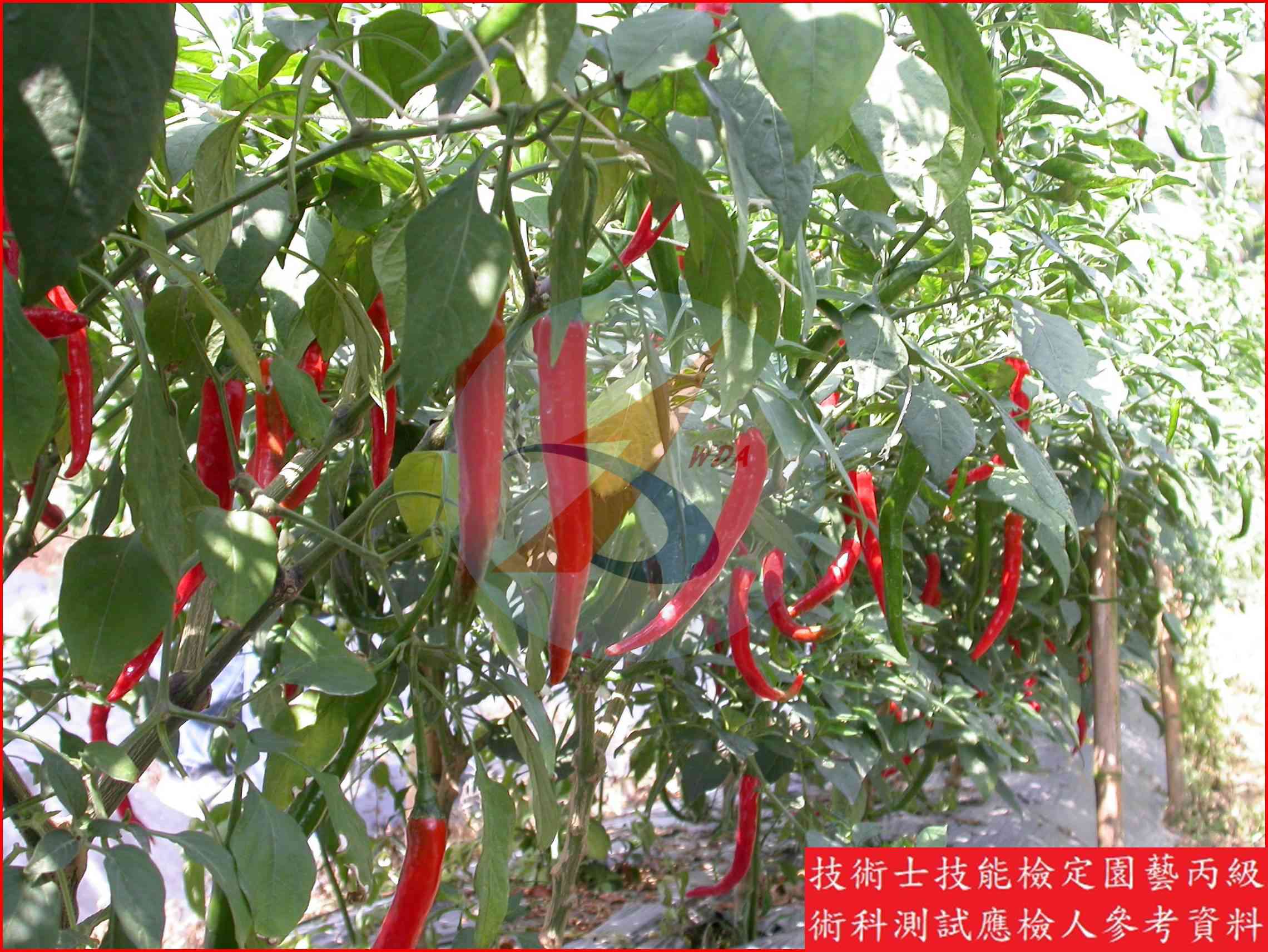 辣椒 園藝丙級識別圖片 7