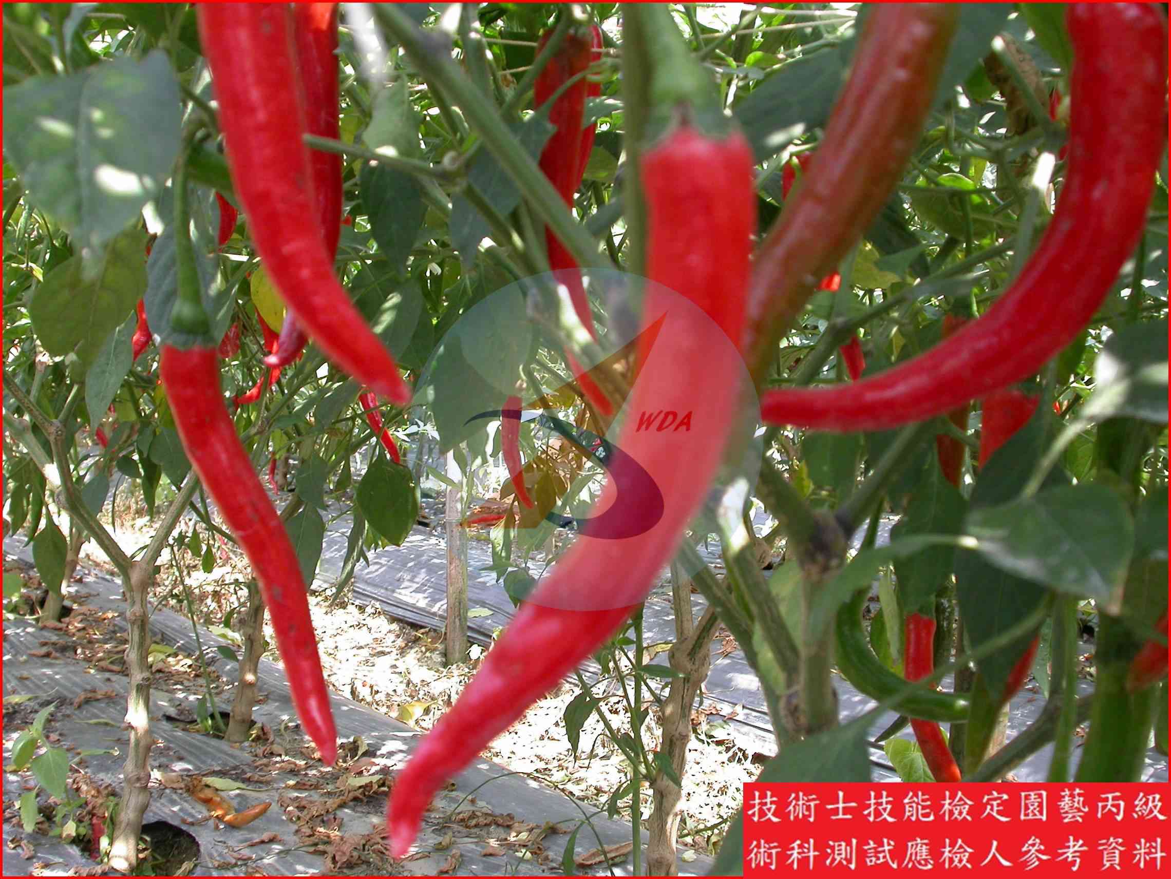 辣椒 園藝丙級識別圖片 8