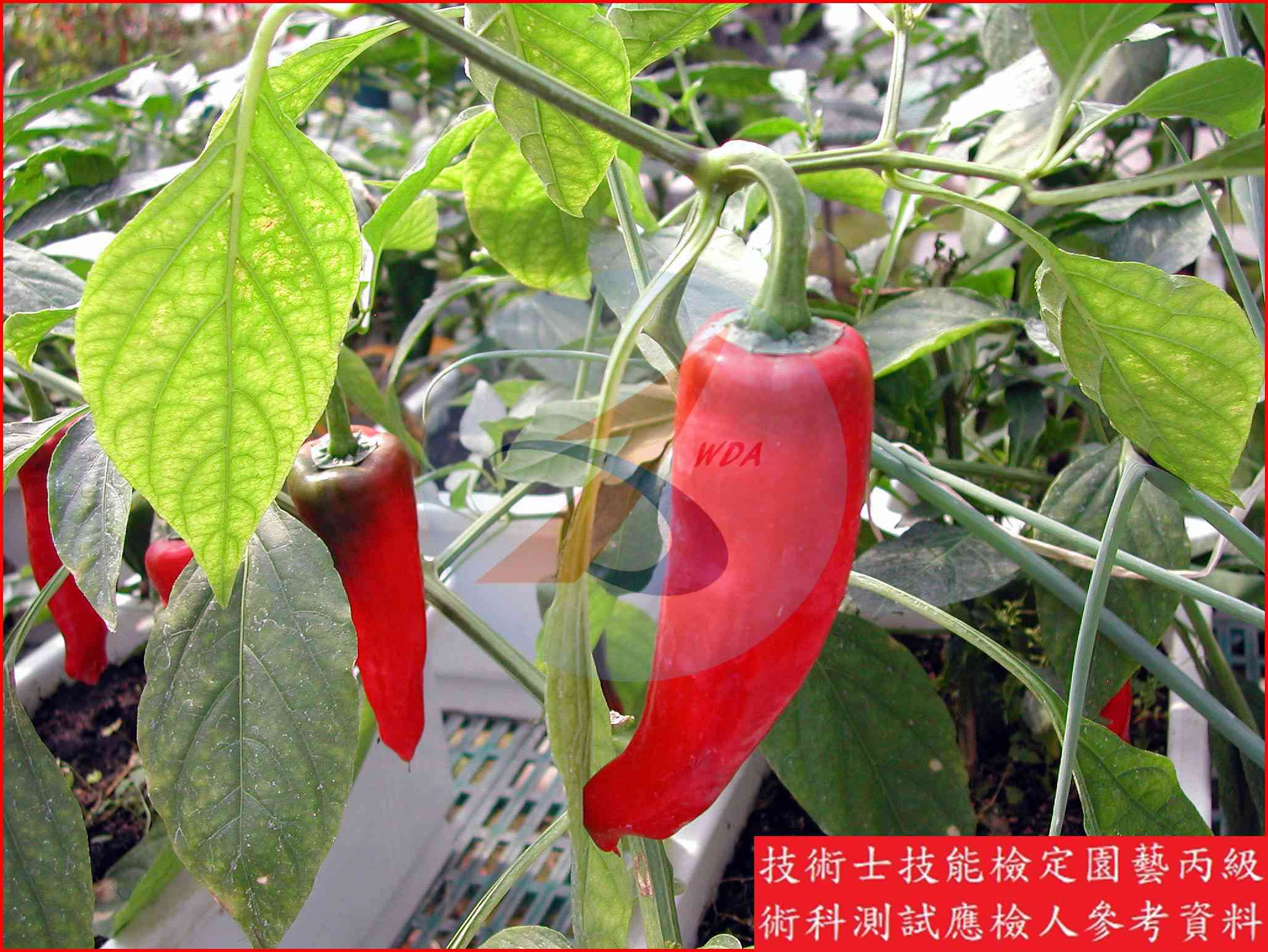 辣椒 園藝丙級識別圖片 9