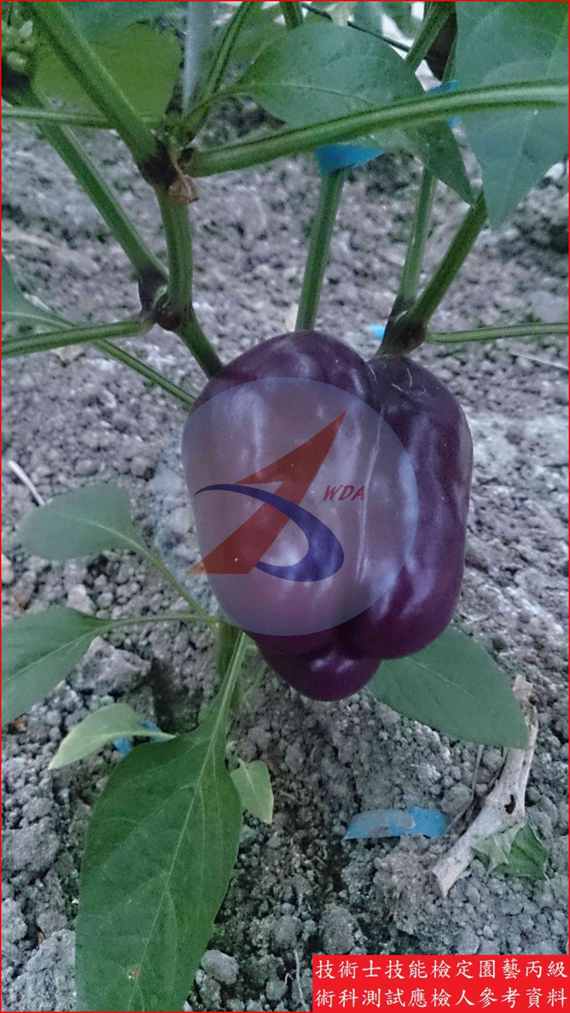 甜椒 園藝丙級識別主圖