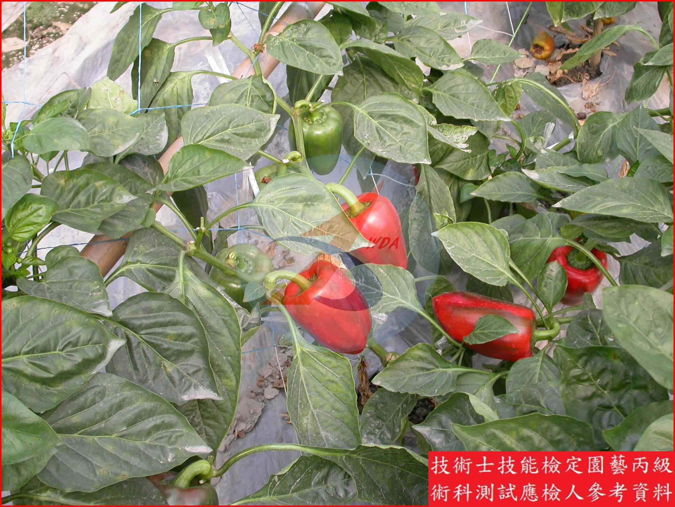 甜椒 園藝丙級識別圖片 10