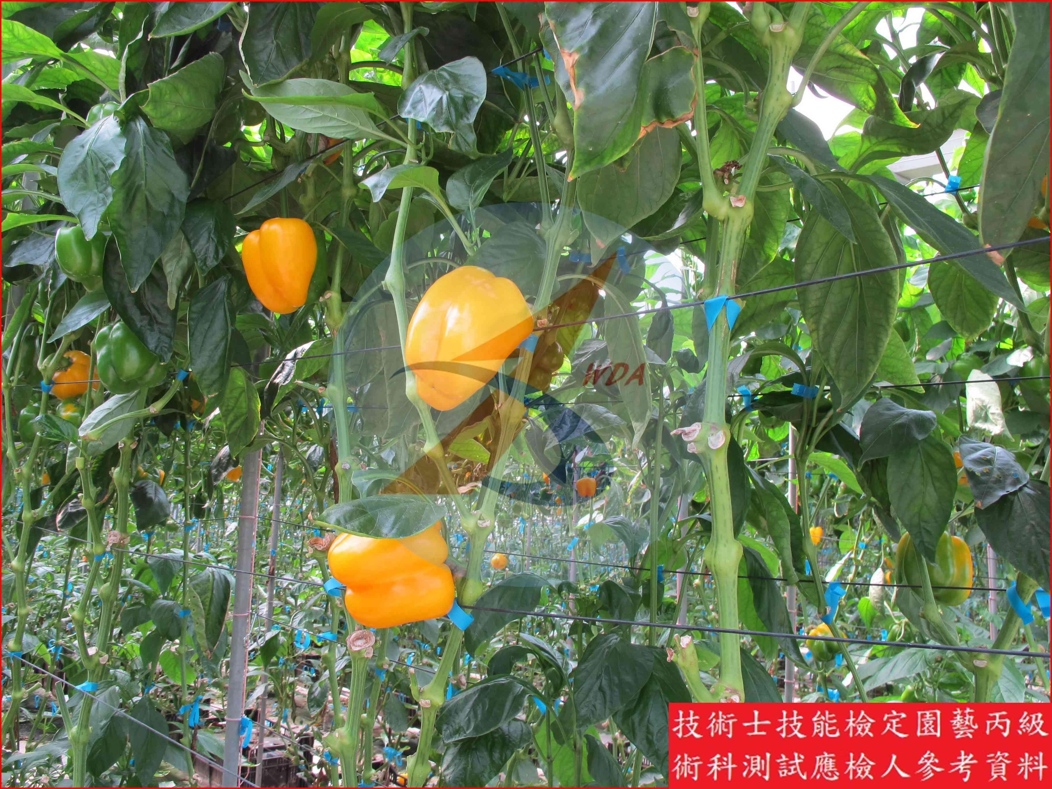 甜椒 園藝丙級識別圖片 11