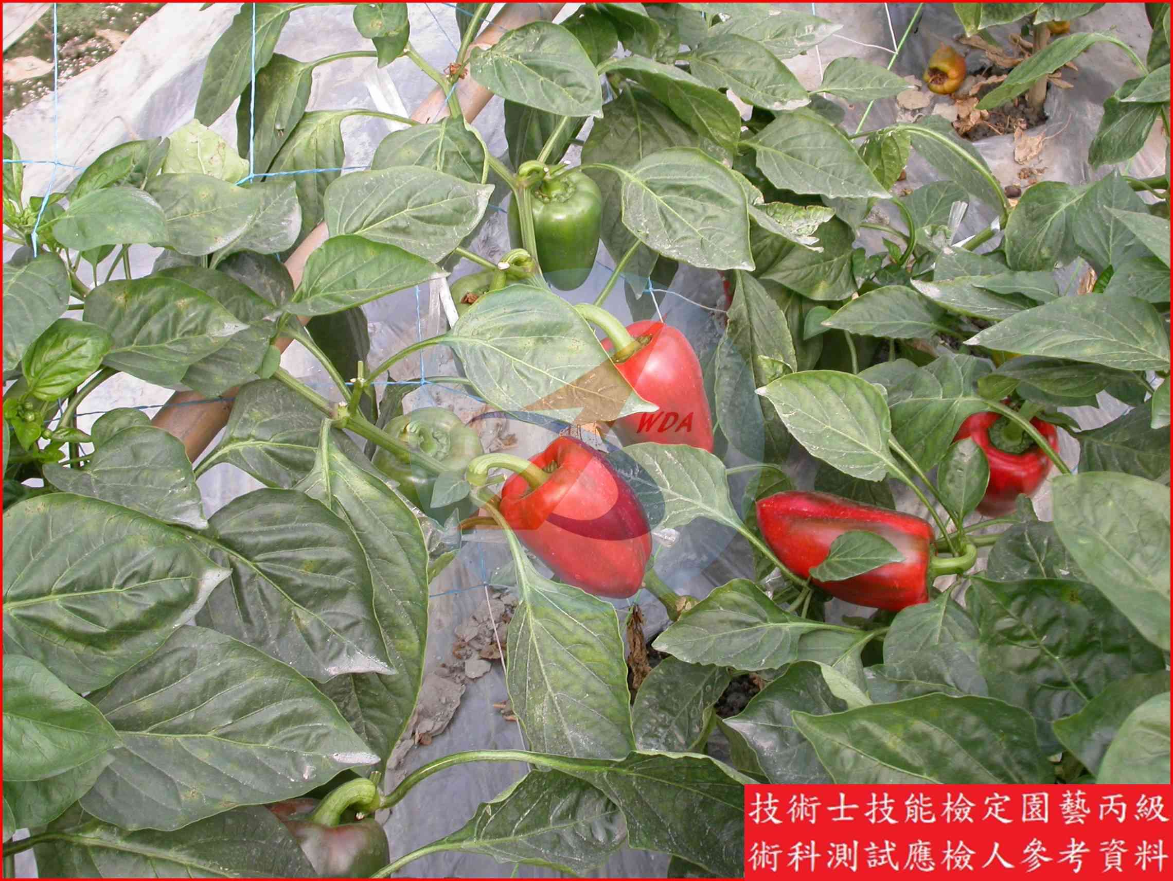 甜椒 園藝丙級識別圖片 12