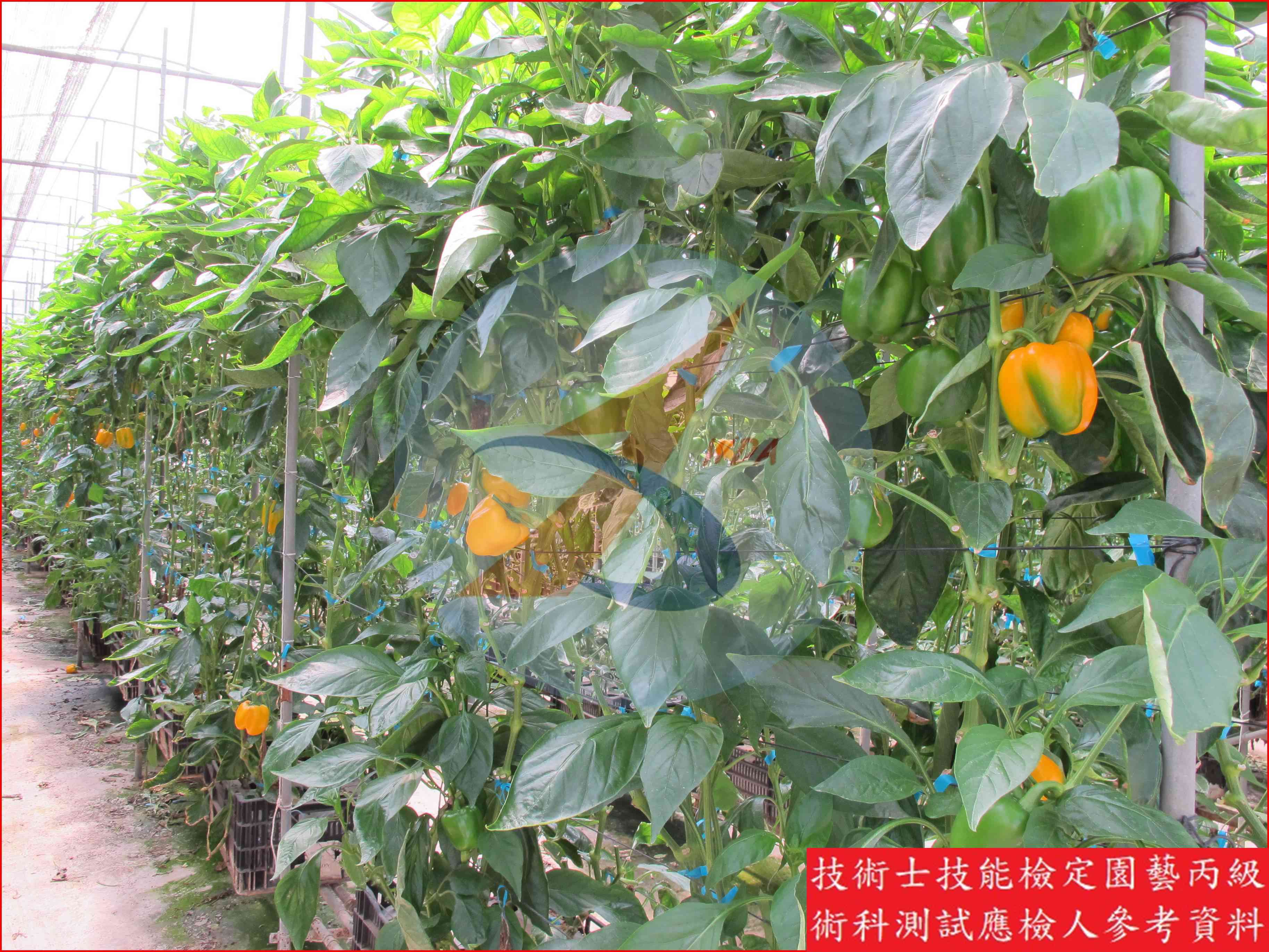 甜椒 園藝丙級識別圖片 13