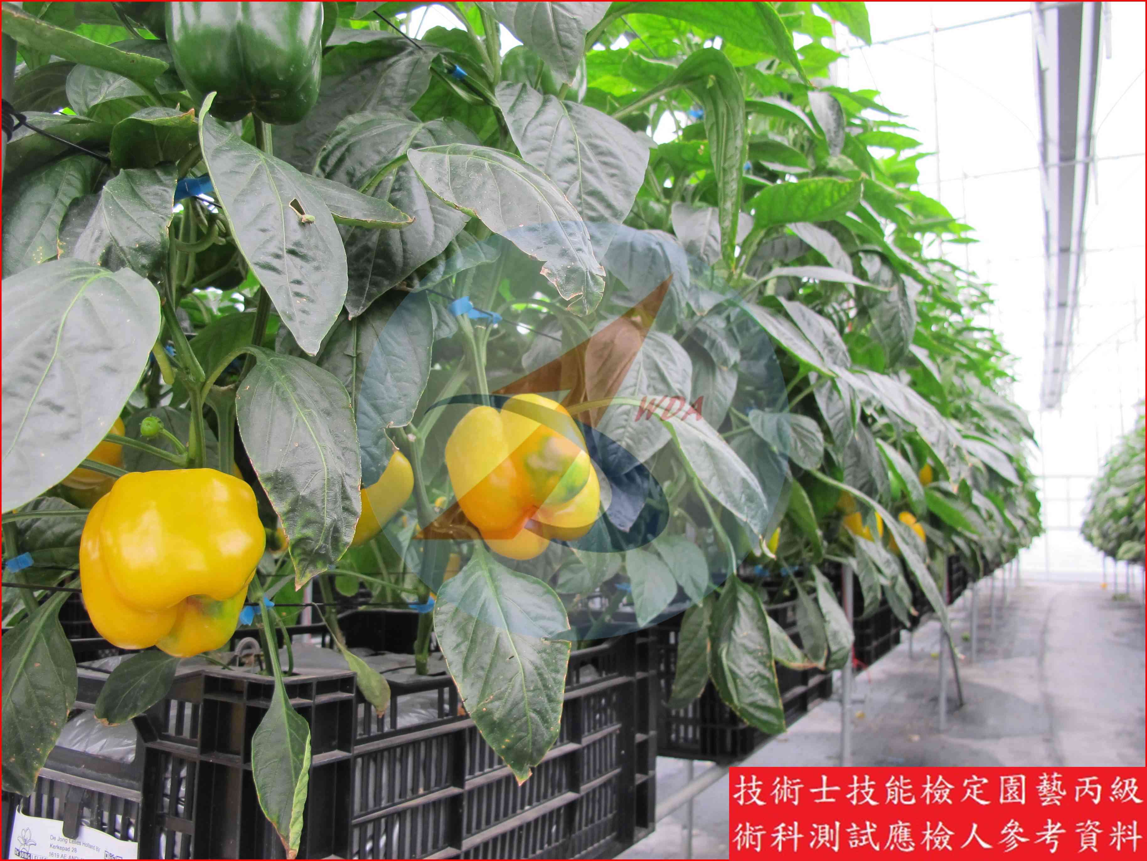 甜椒 園藝丙級識別圖片 14