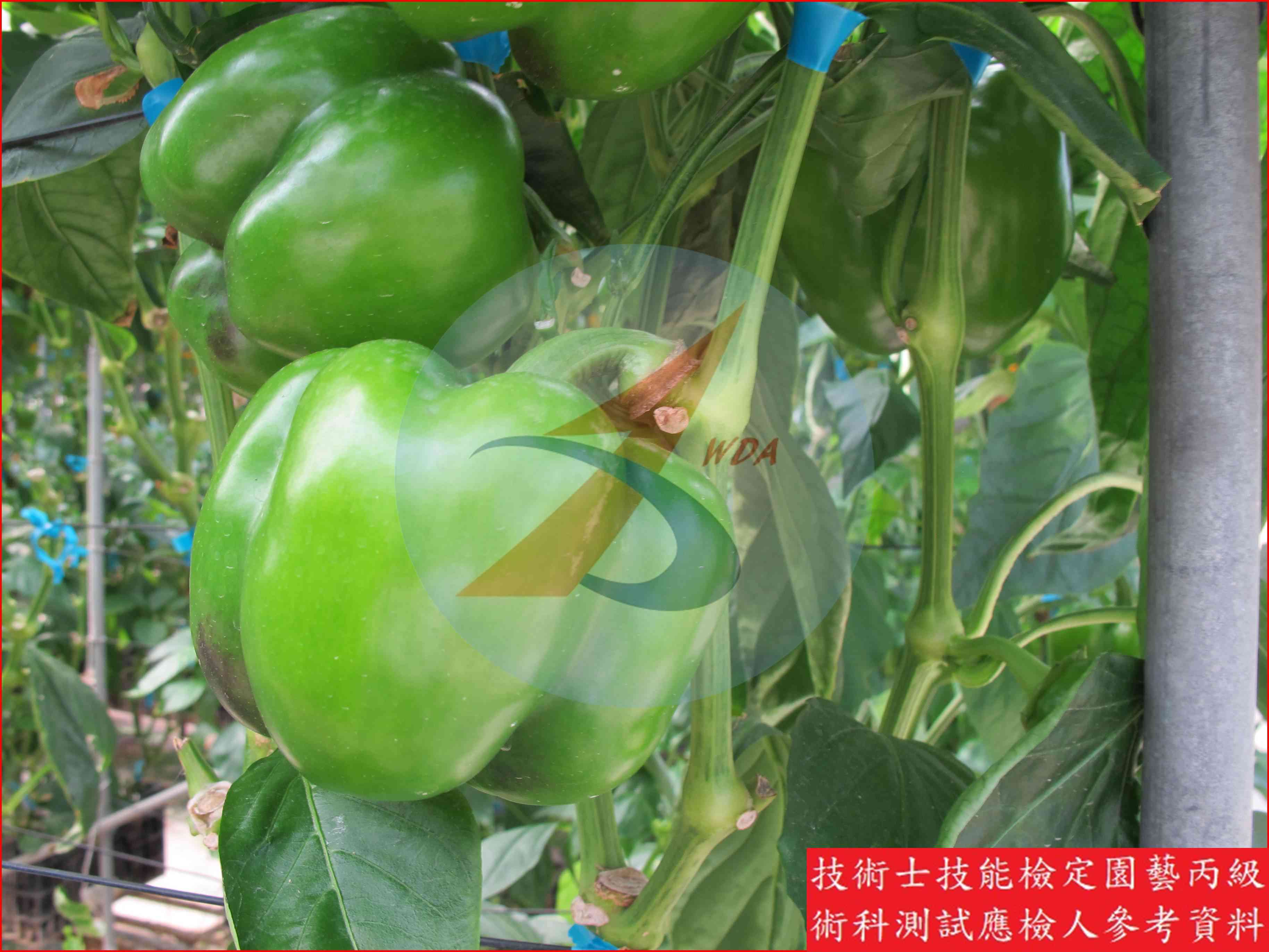 甜椒 園藝丙級識別圖片 15