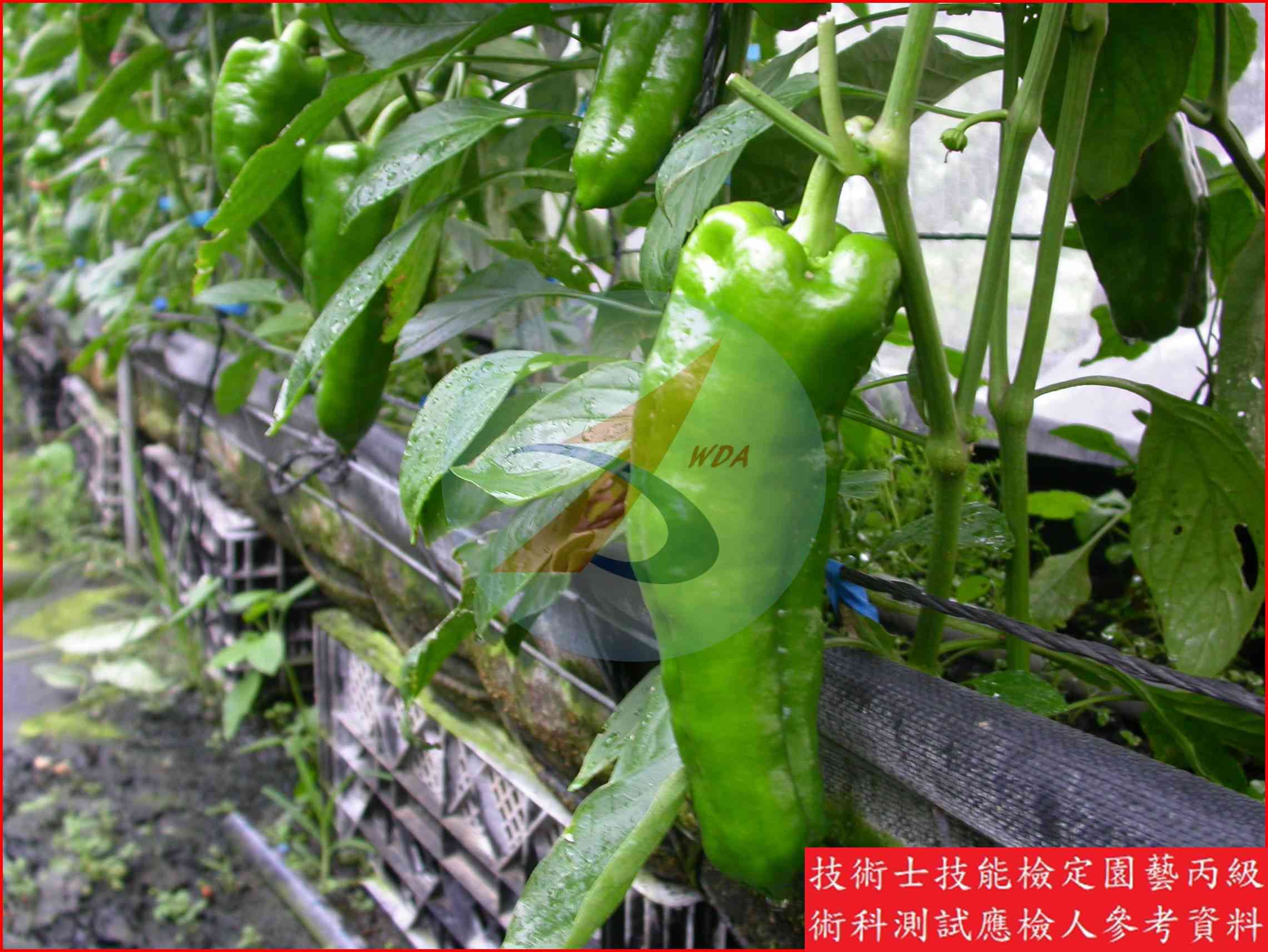 甜椒 園藝丙級識別圖片 16