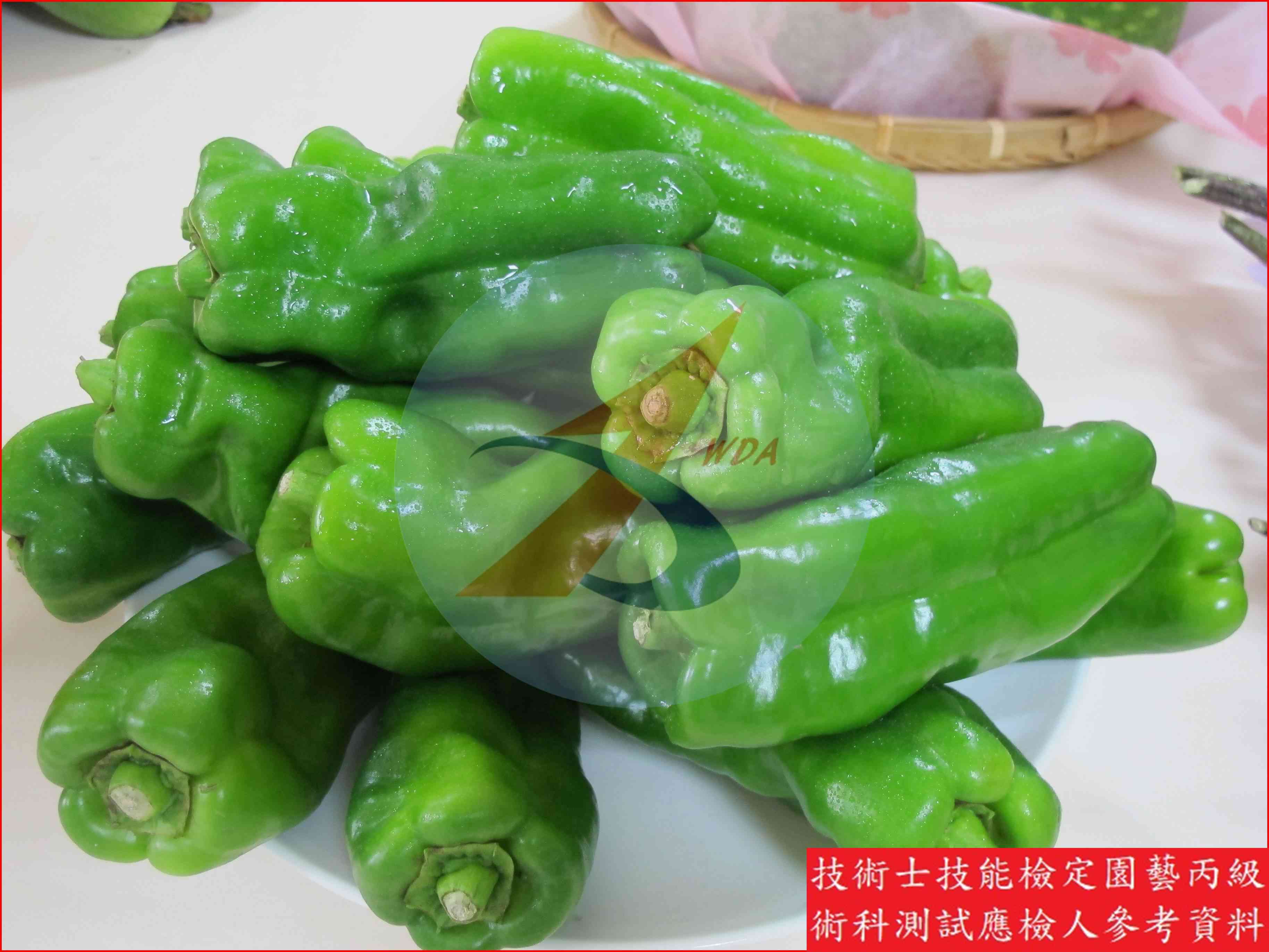 甜椒 園藝丙級識別圖片 17