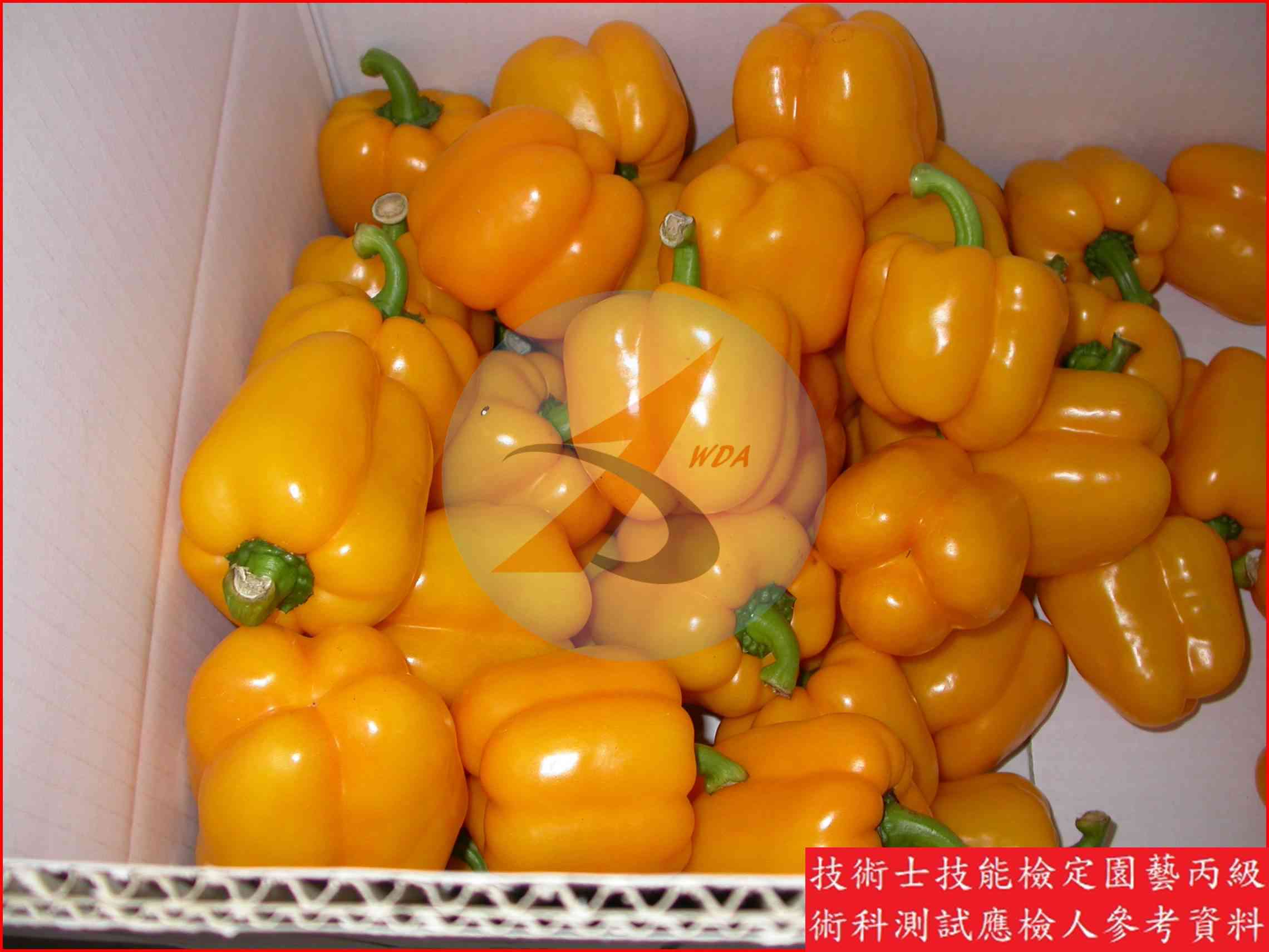 甜椒 園藝丙級識別圖片 18