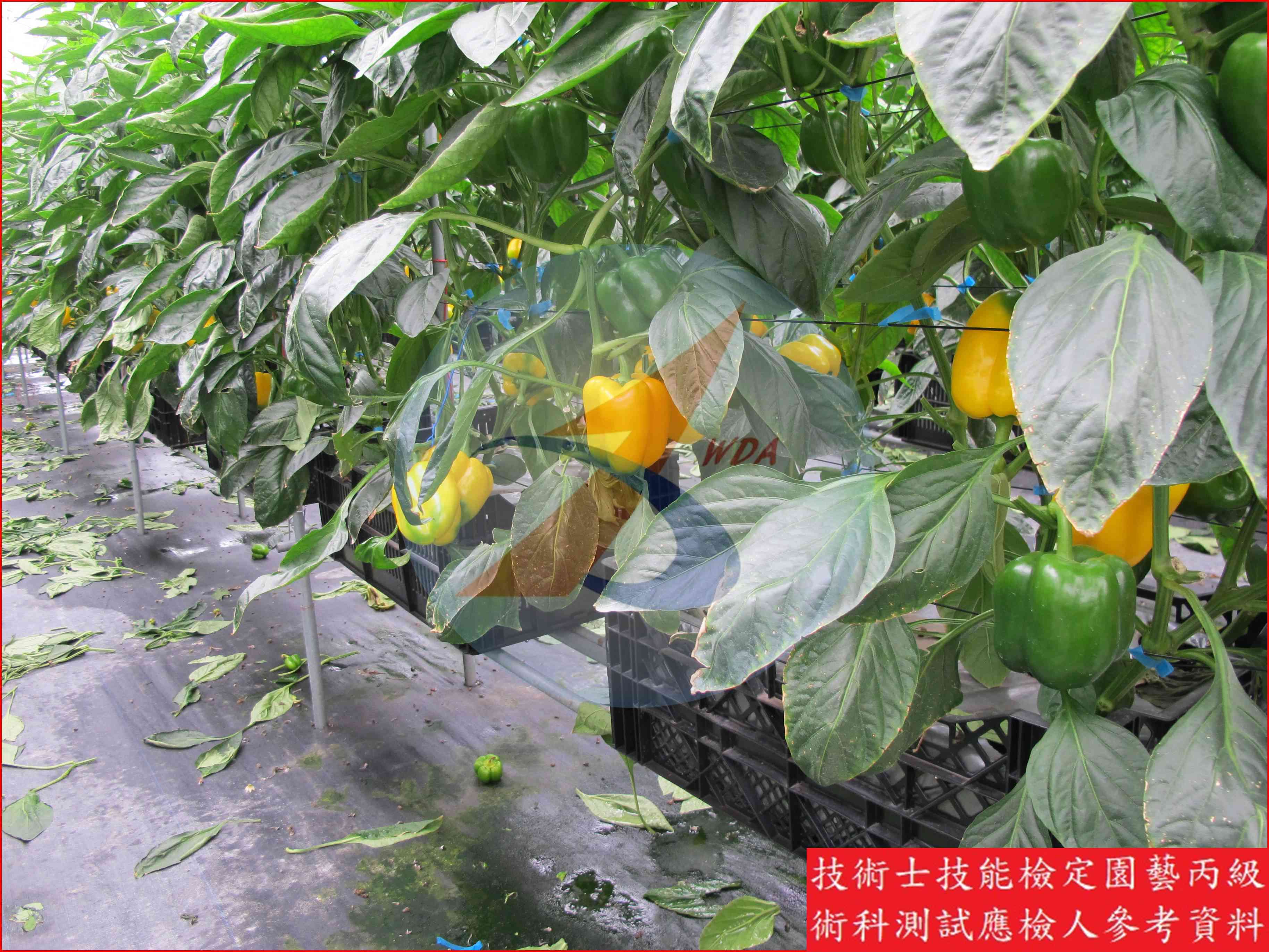 甜椒 園藝丙級識別圖片 20