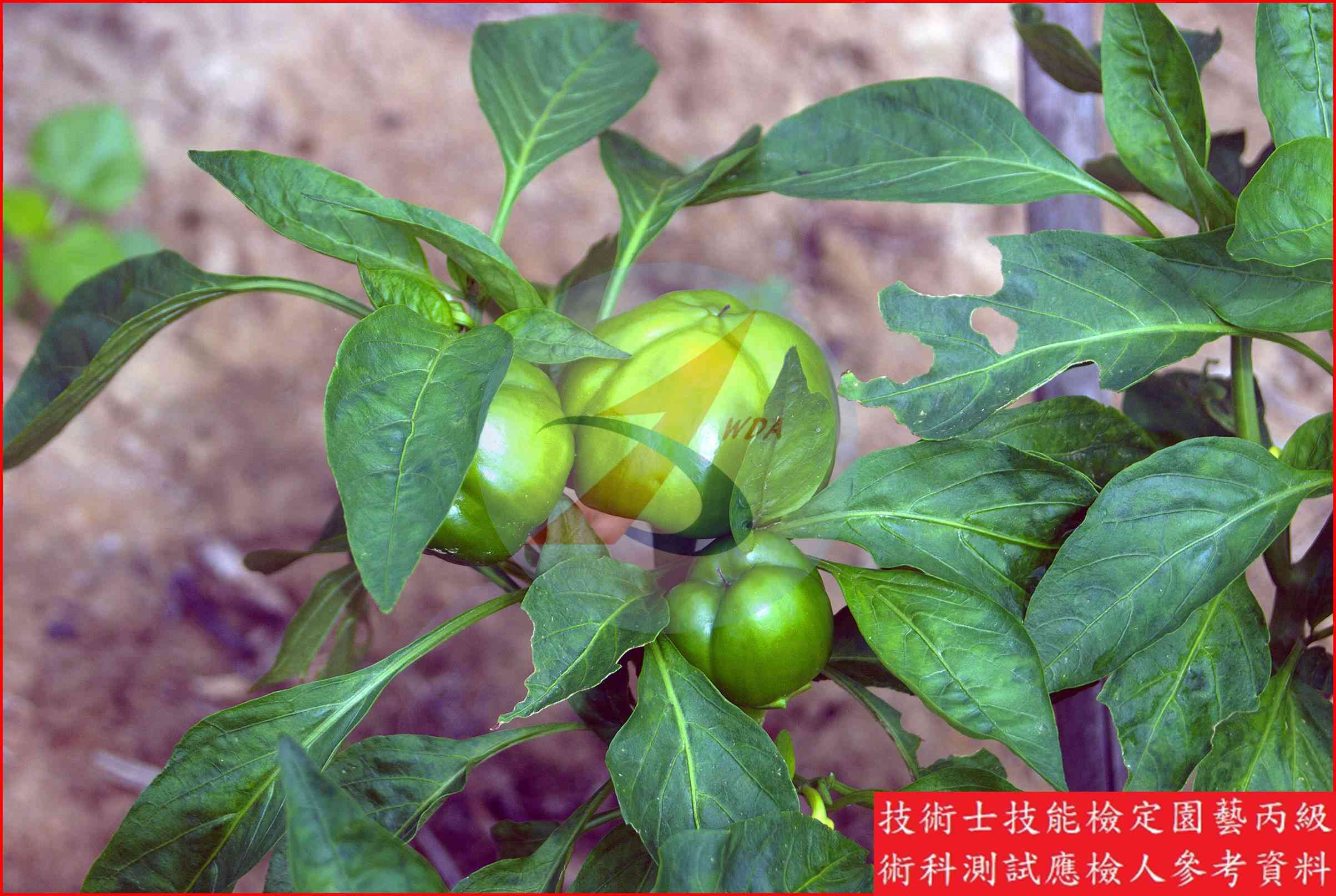 甜椒 園藝丙級識別圖片 22