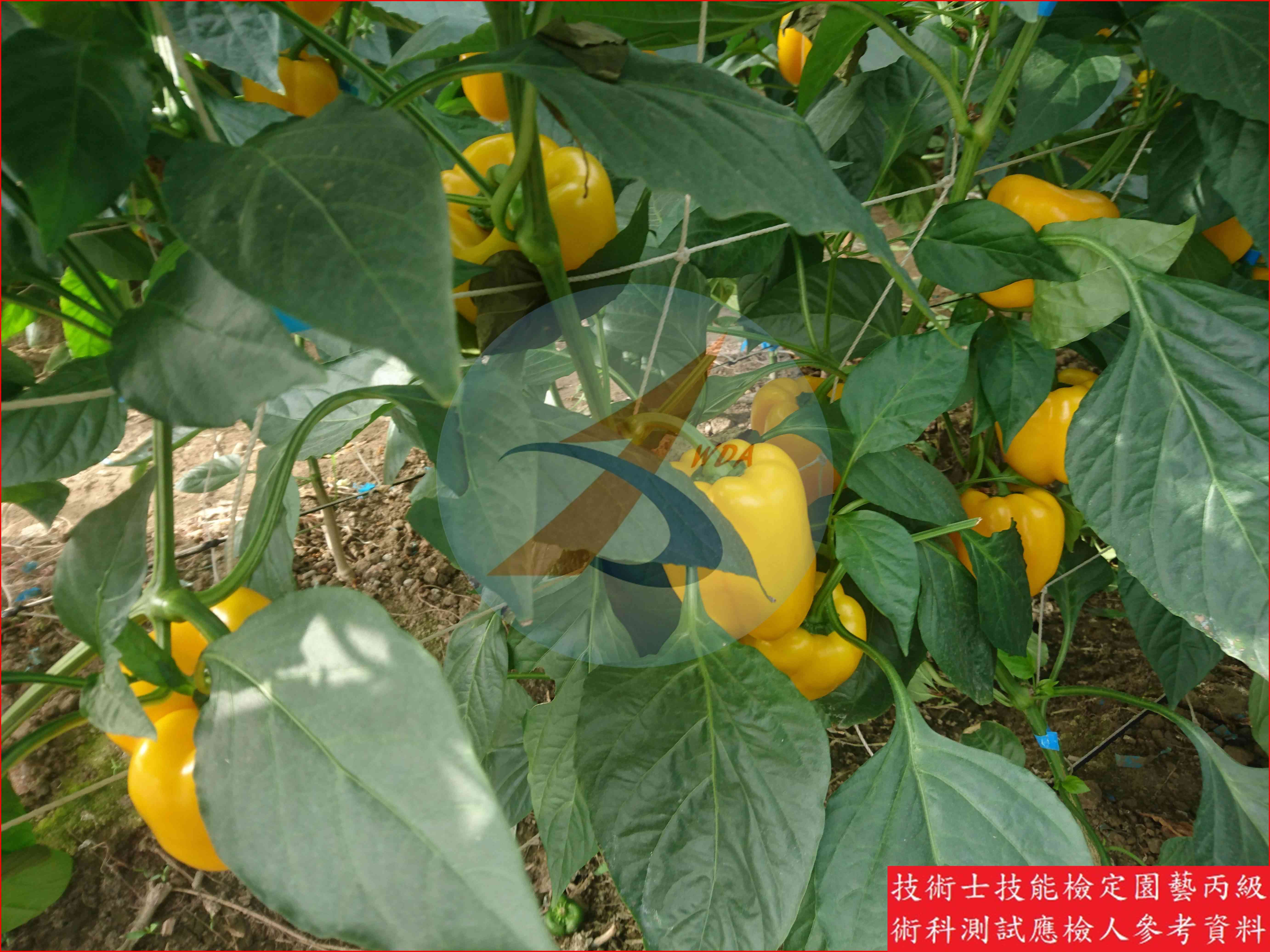 甜椒 園藝丙級識別圖片 24