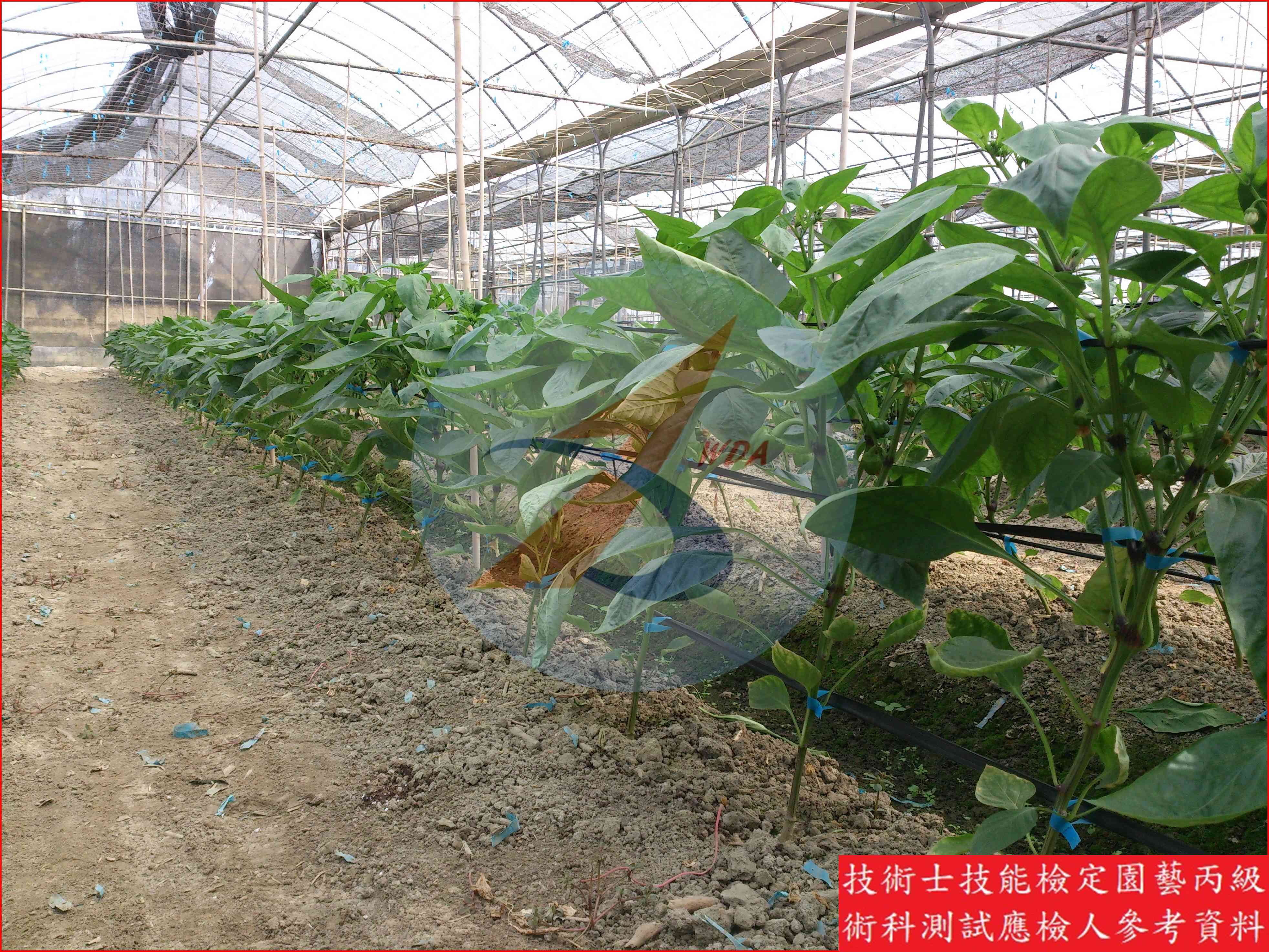甜椒 園藝丙級識別圖片 5