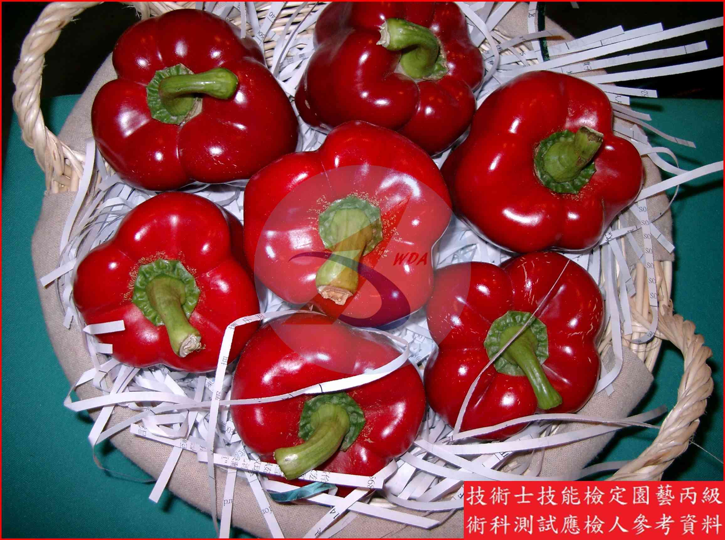 甜椒 園藝丙級識別圖片 6