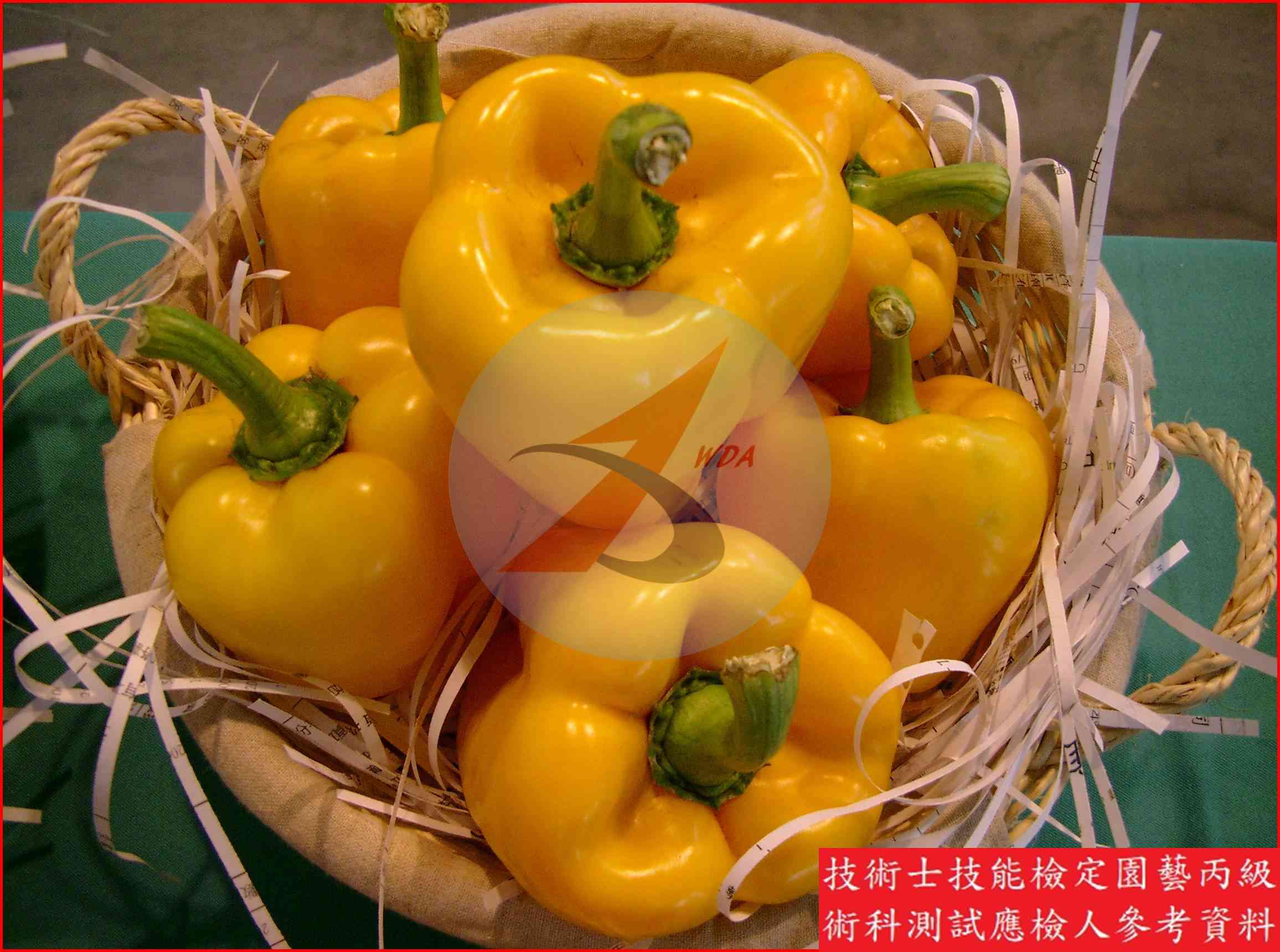 甜椒 園藝丙級識別圖片 7