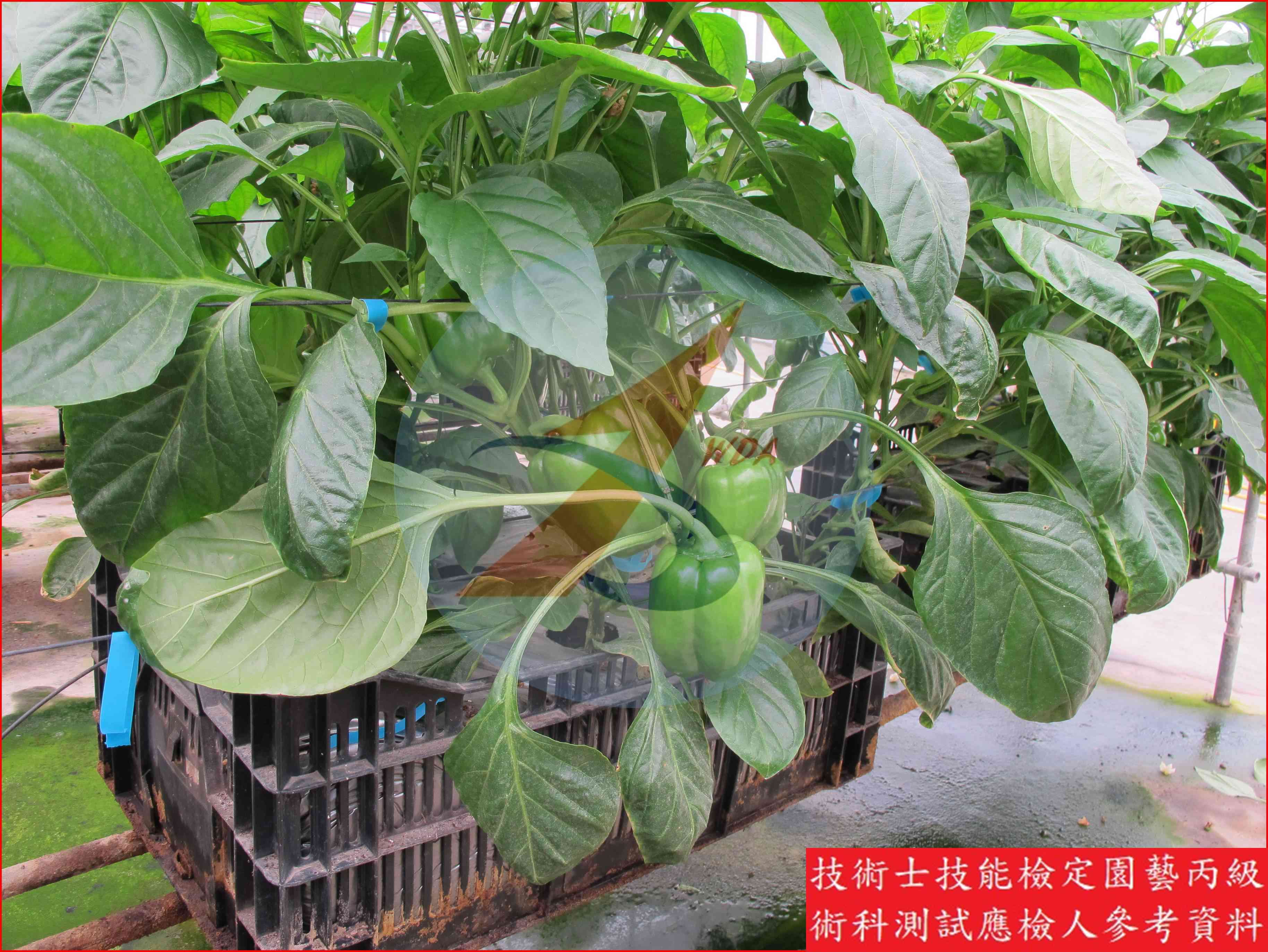甜椒 園藝丙級識別圖片 8