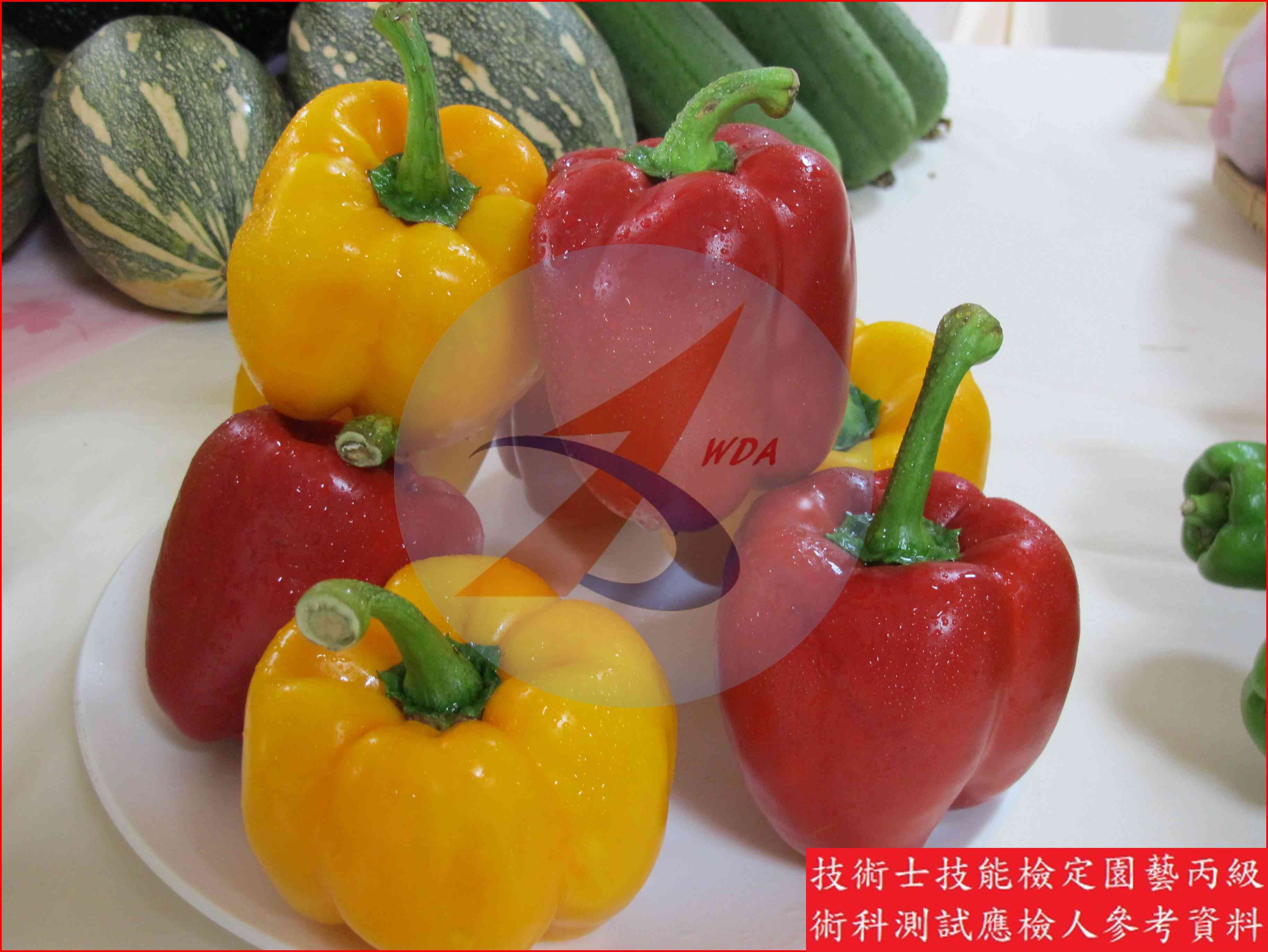 甜椒 園藝丙級識別圖片 9