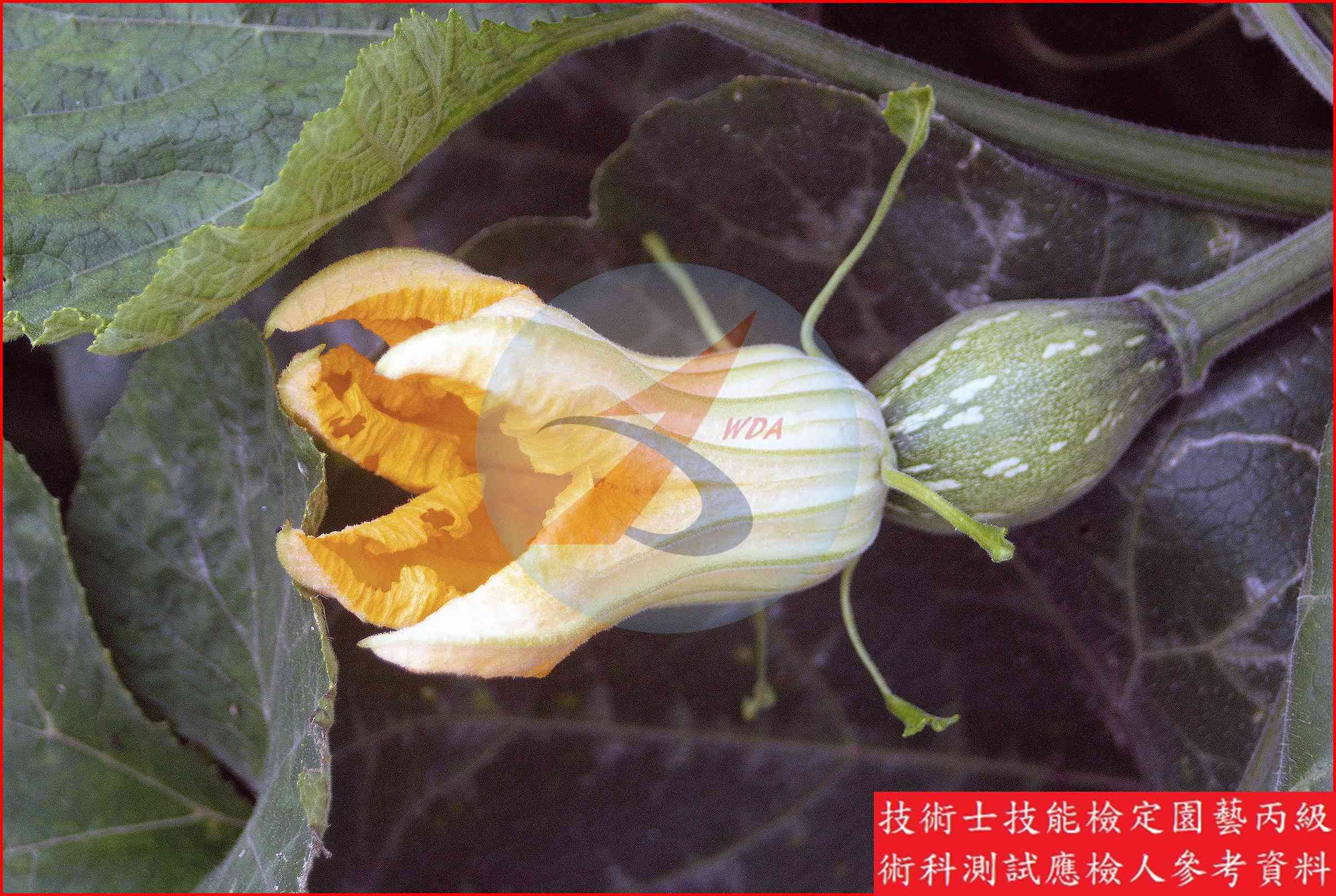 南瓜 園藝丙級識別圖片 10