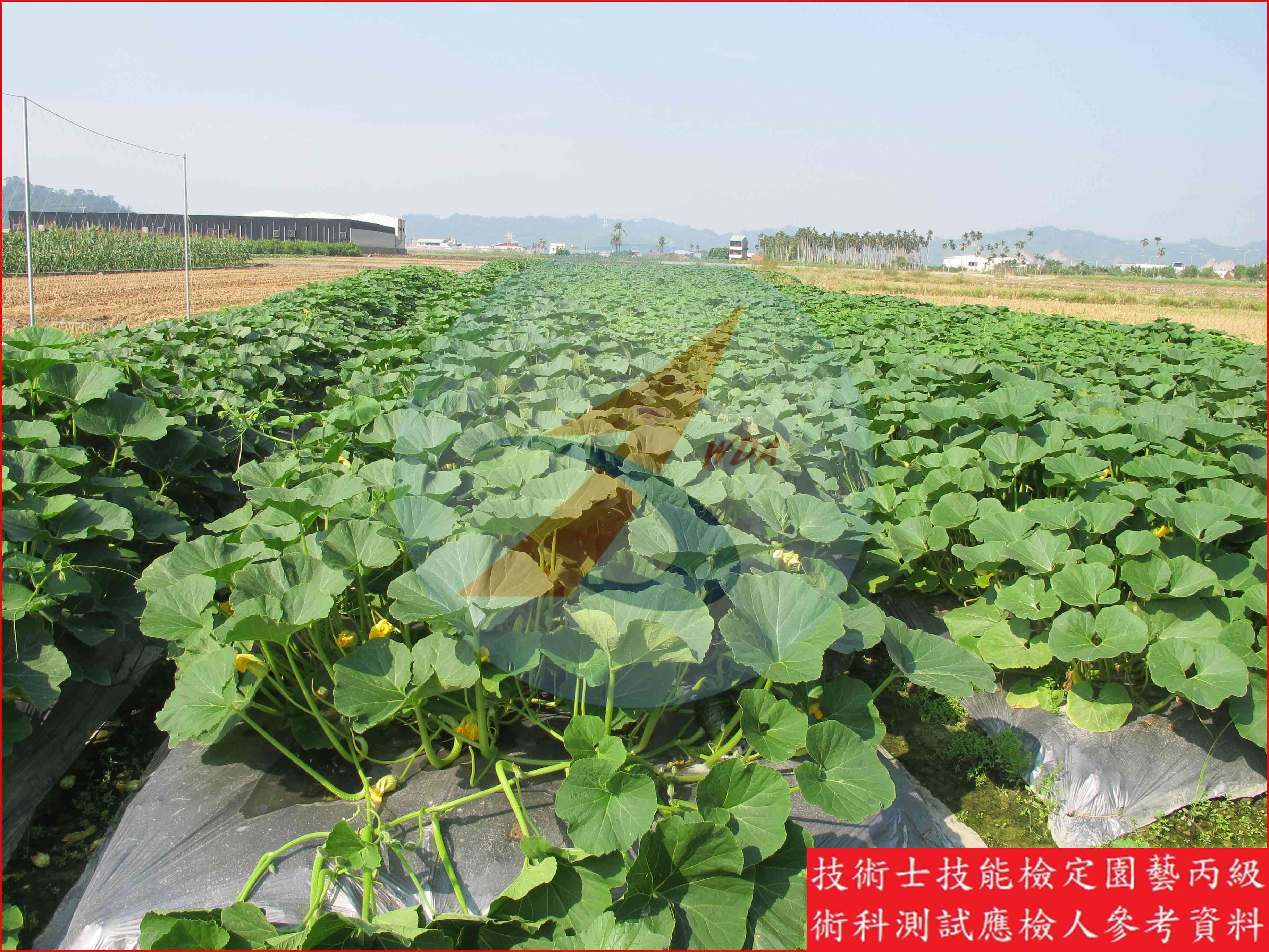 南瓜 園藝丙級識別圖片 11