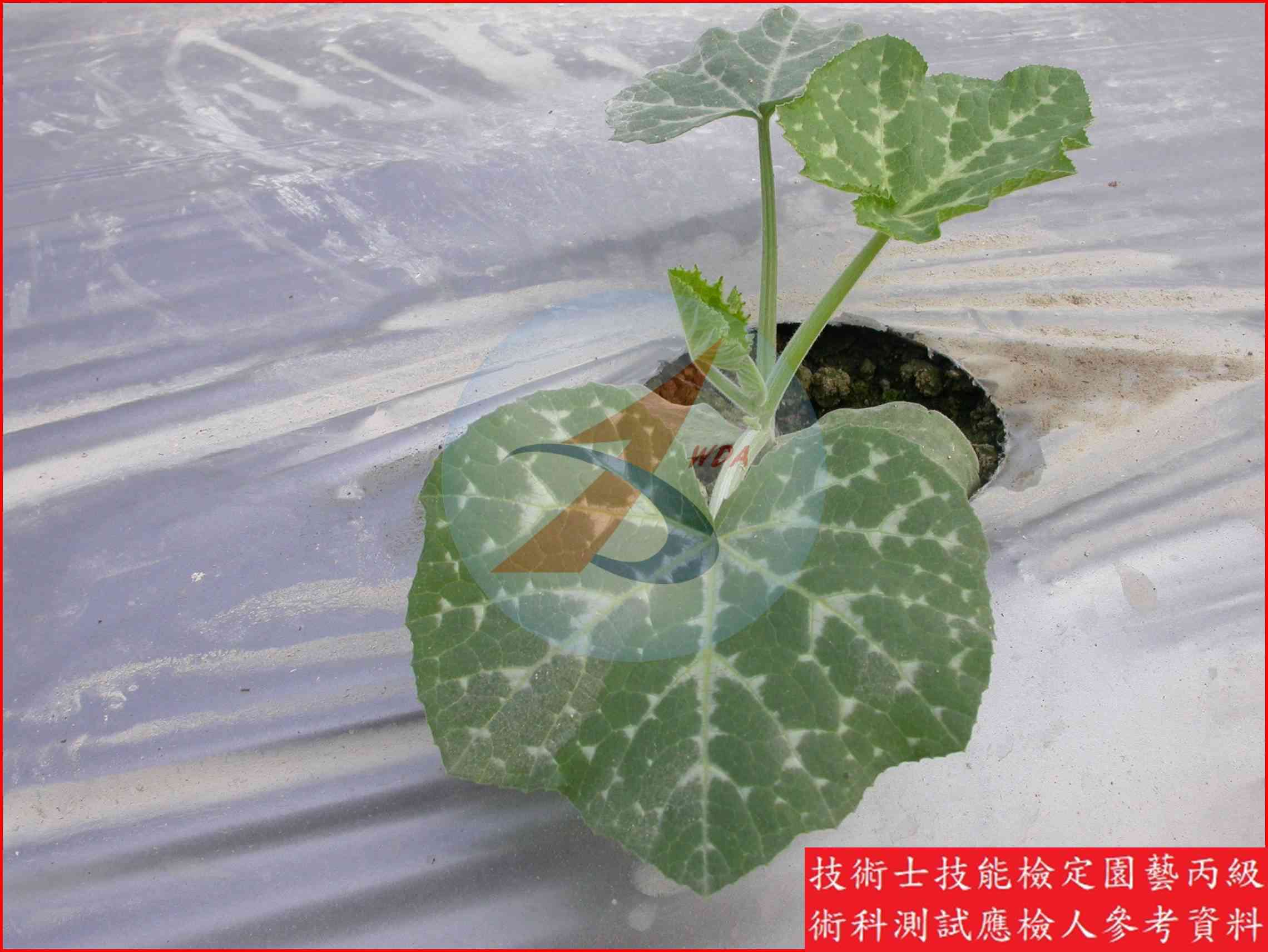 南瓜 園藝丙級識別圖片 15