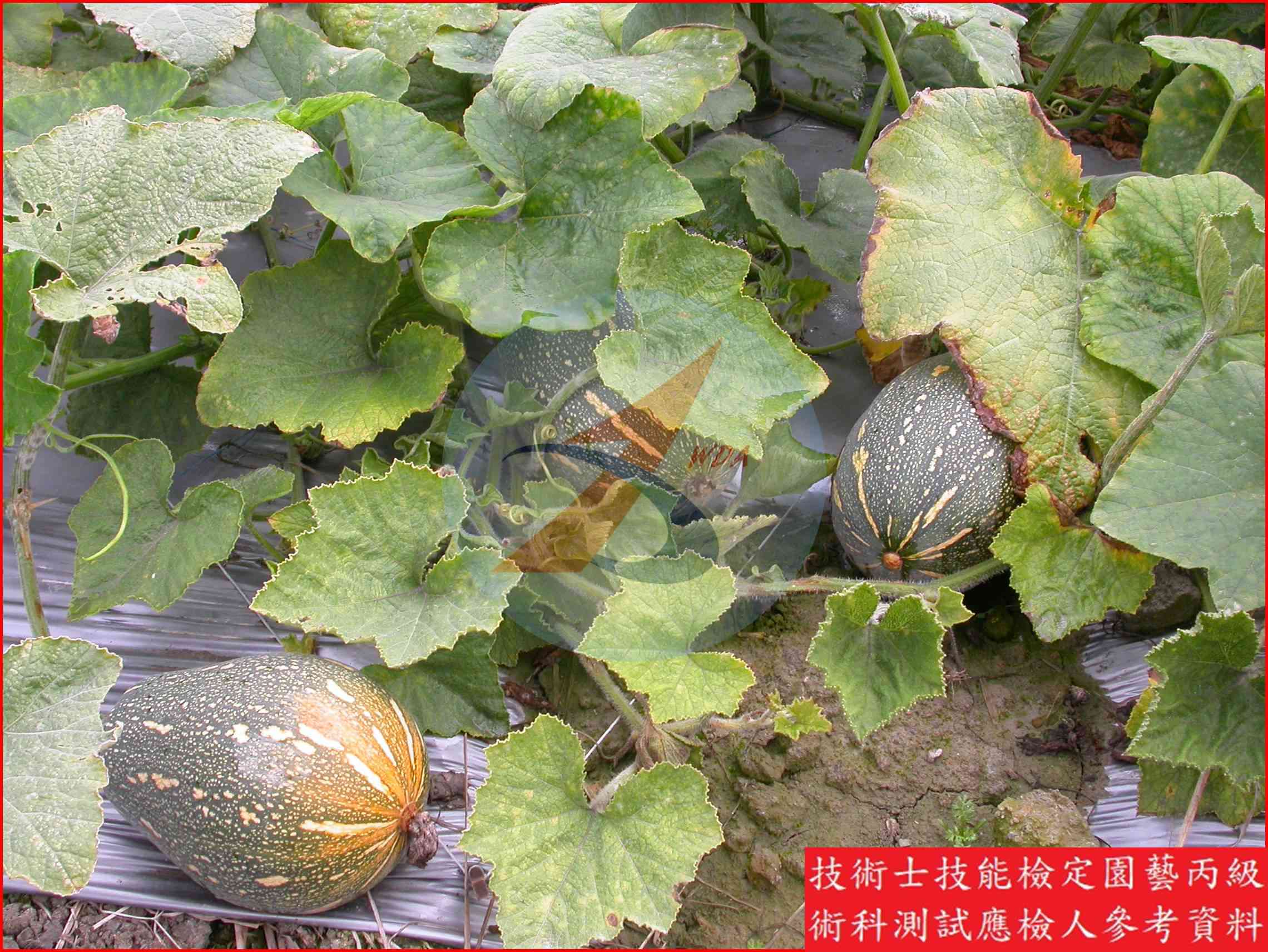 南瓜 園藝丙級識別圖片 2