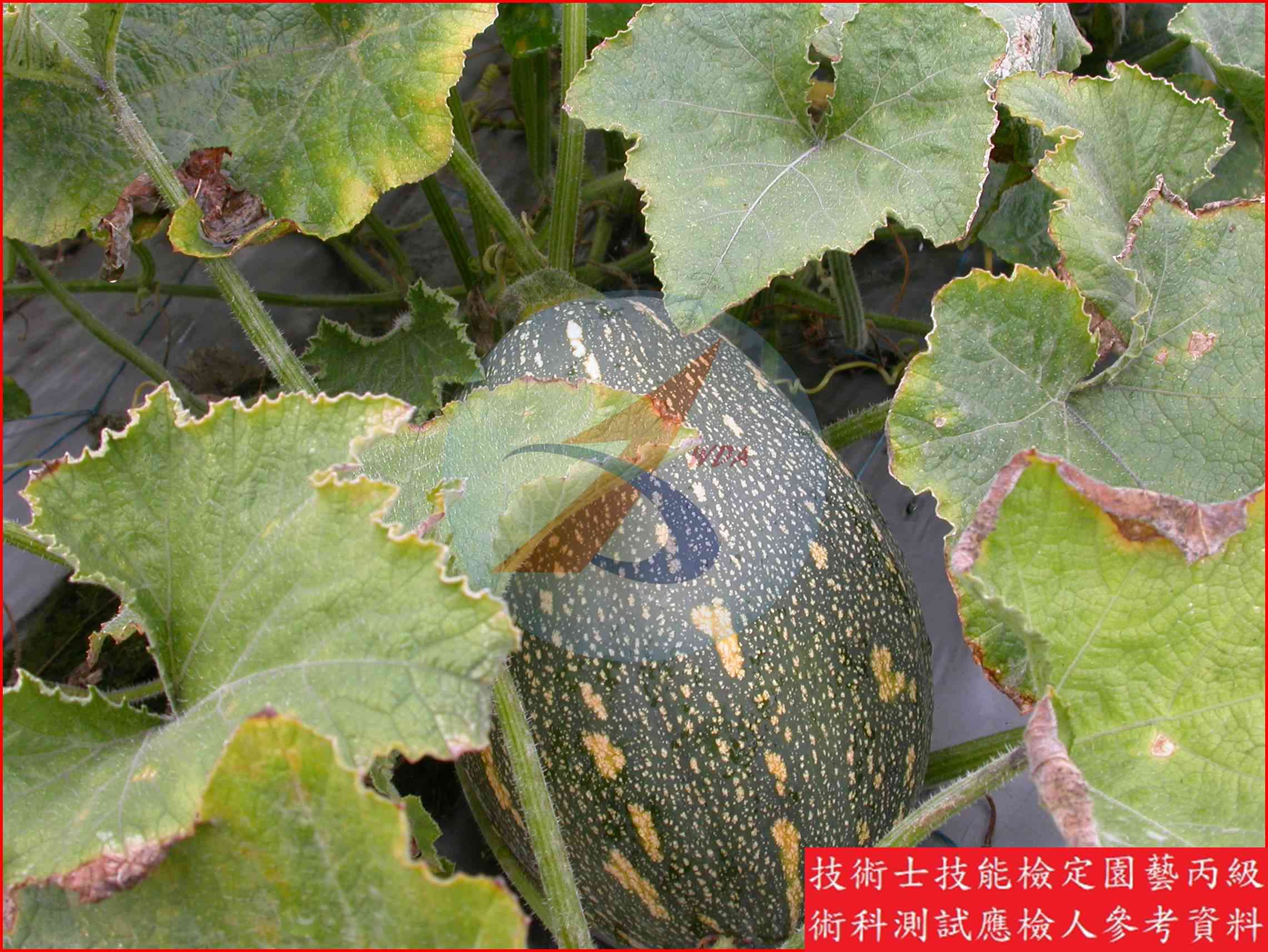 南瓜 園藝丙級識別圖片 3