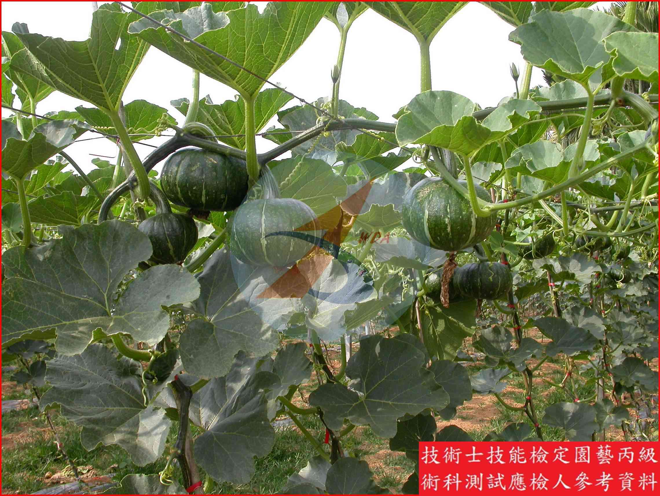 南瓜 園藝丙級識別圖片 4