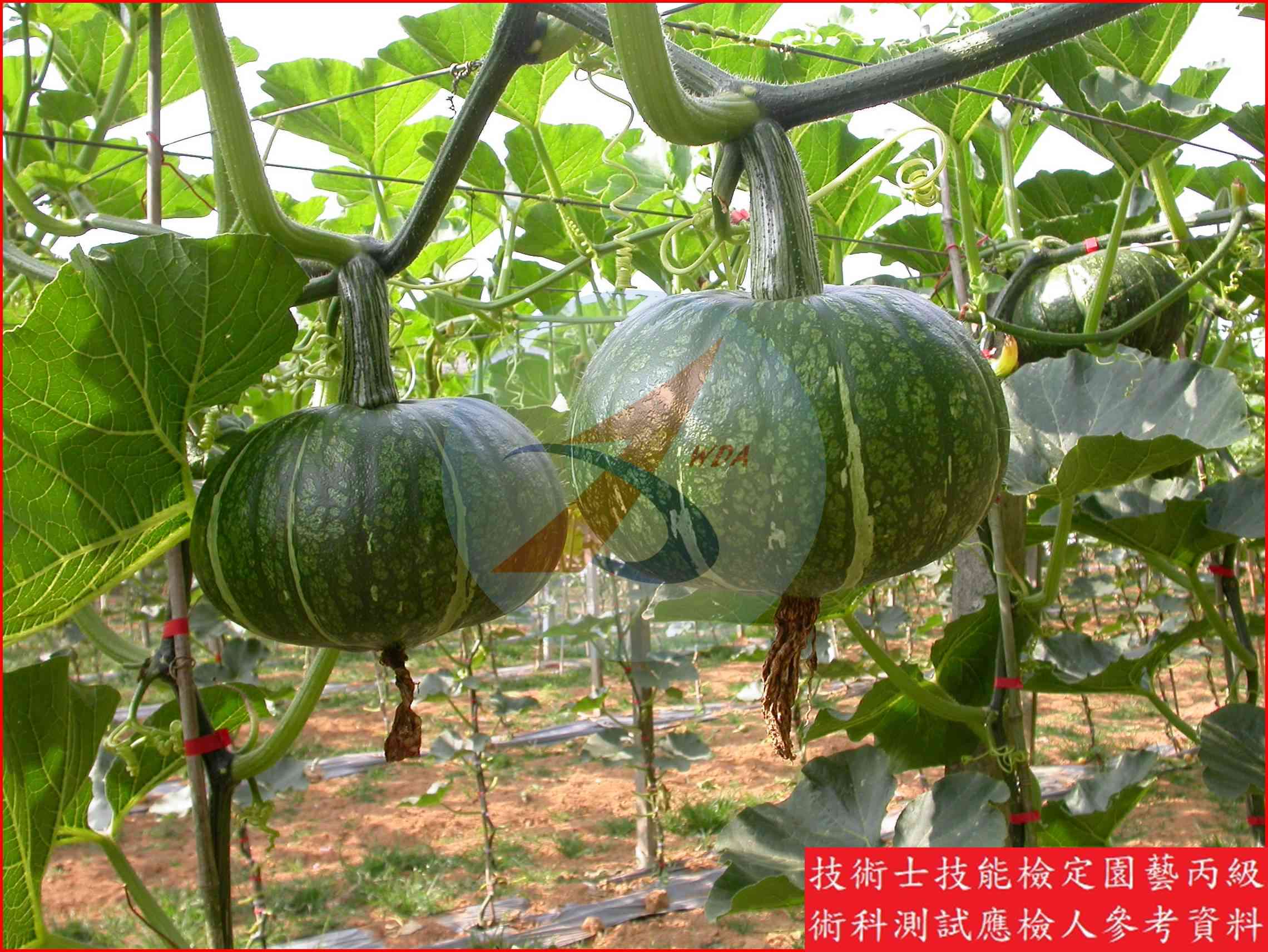 南瓜 園藝丙級識別圖片 5