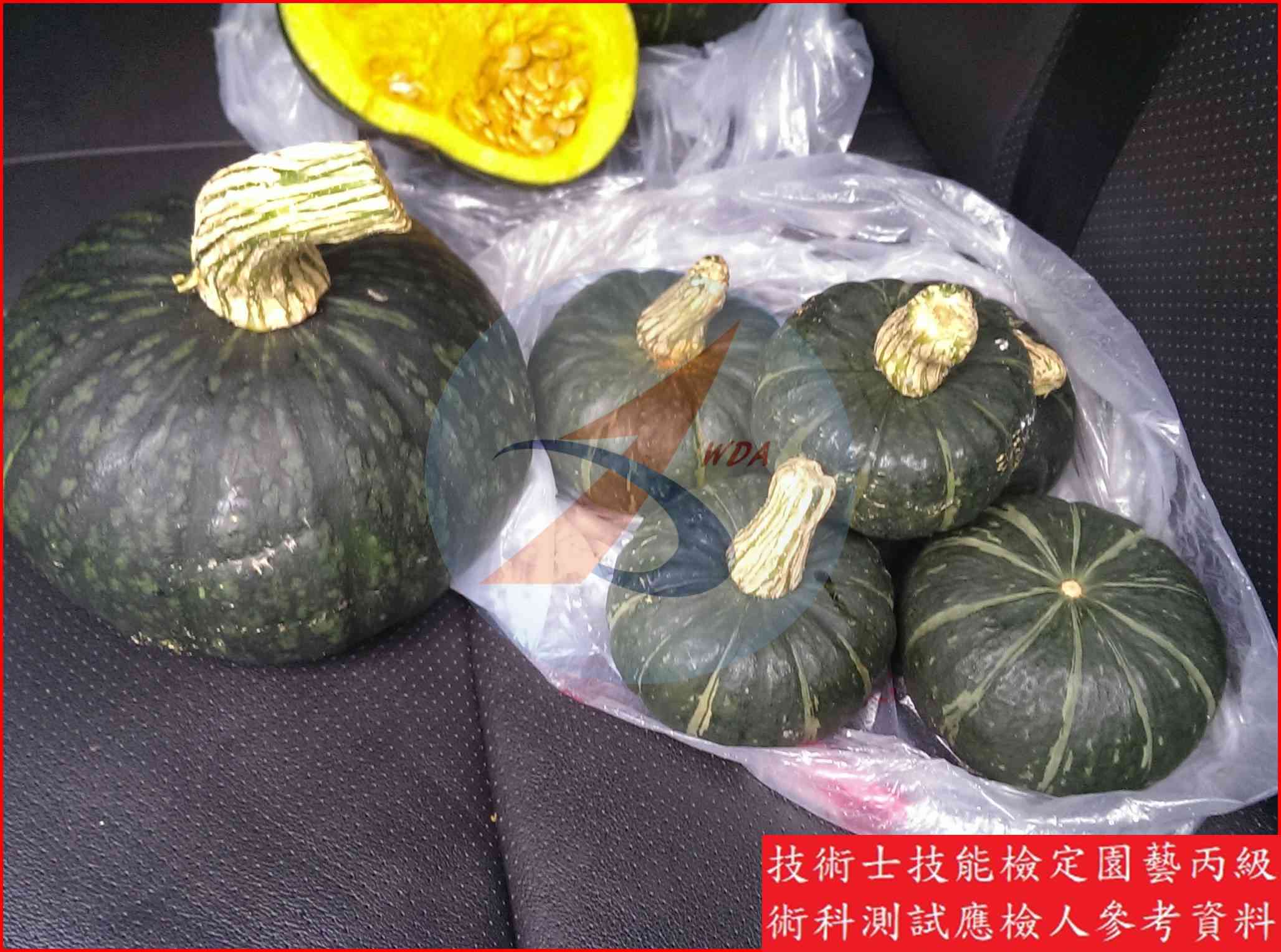 南瓜 園藝丙級識別圖片 6