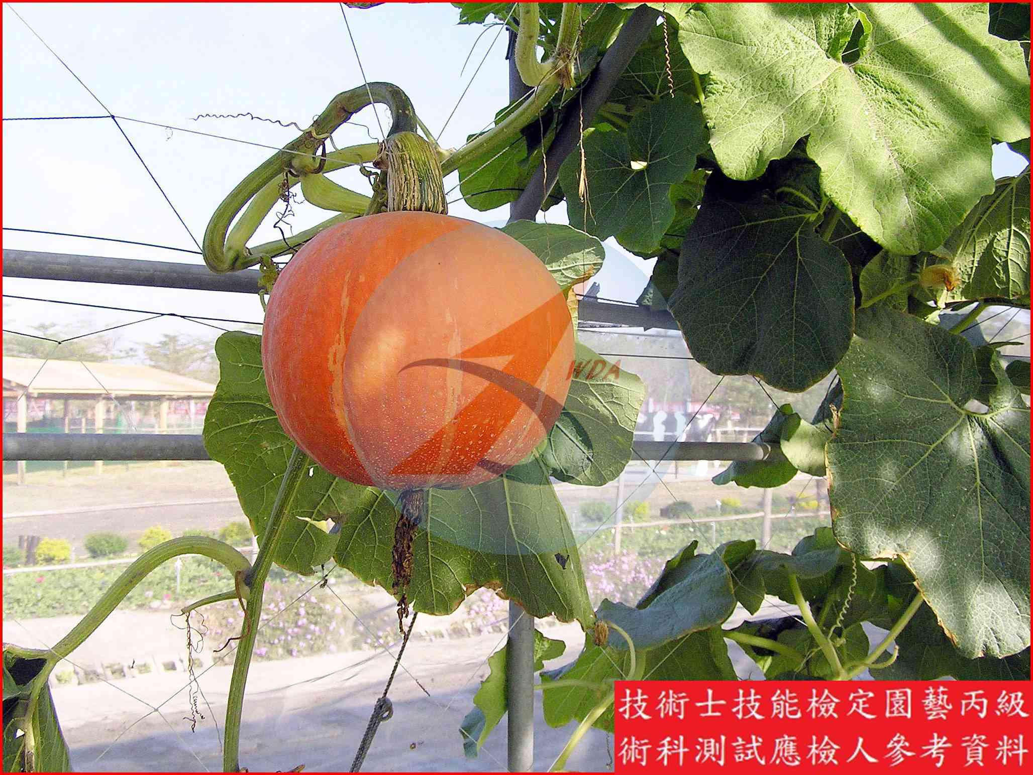 南瓜 園藝丙級識別圖片 7