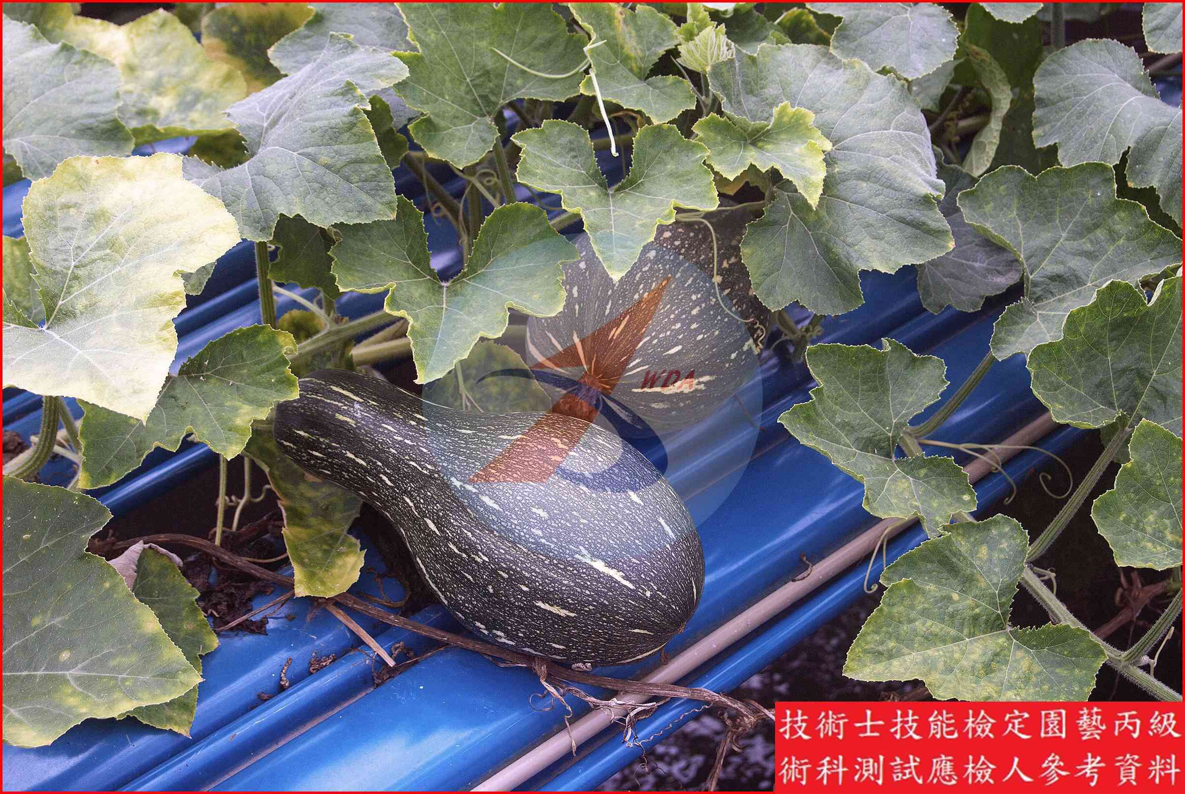 南瓜 園藝丙級識別圖片 8