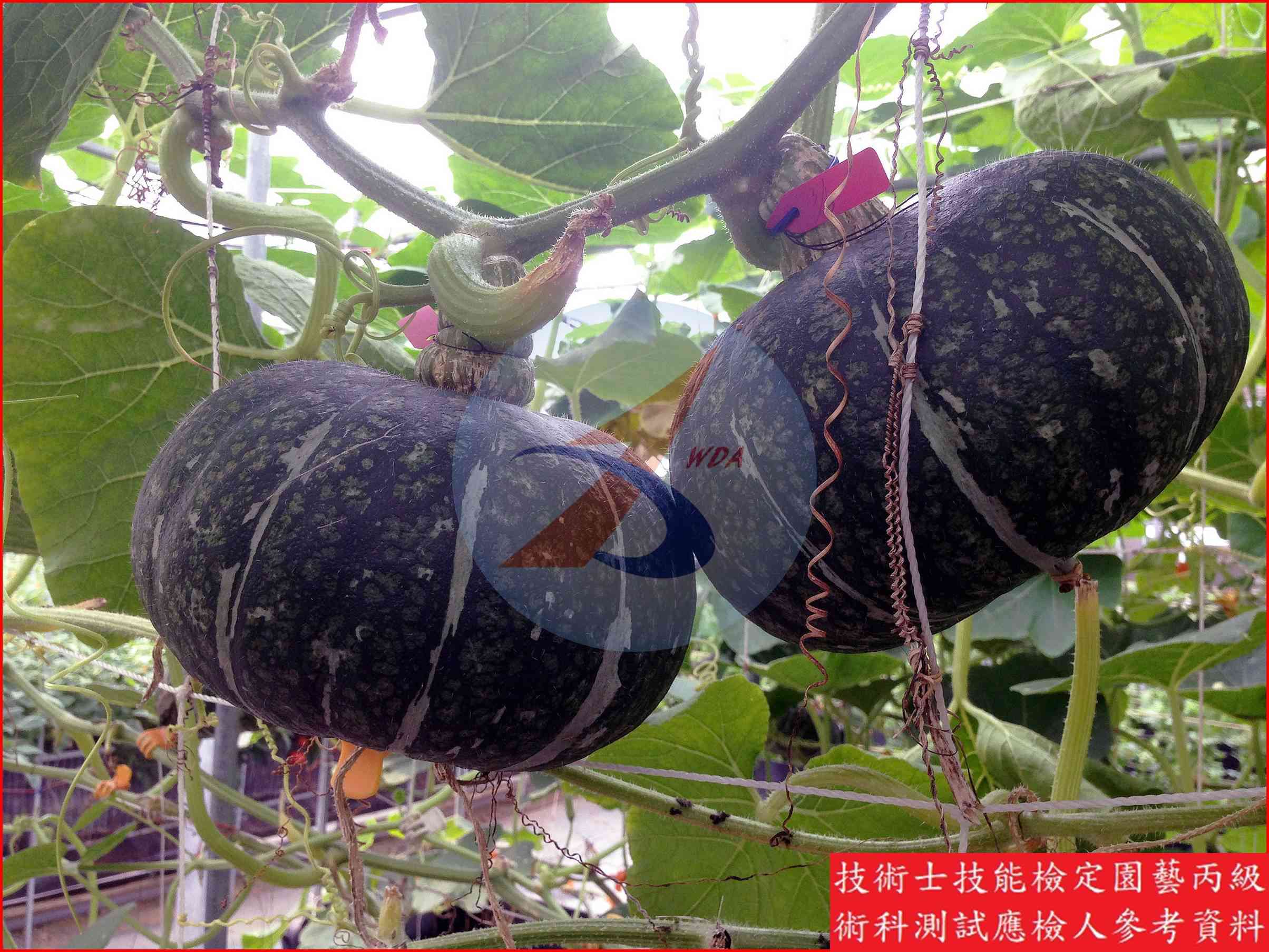 南瓜 園藝丙級識別圖片 9