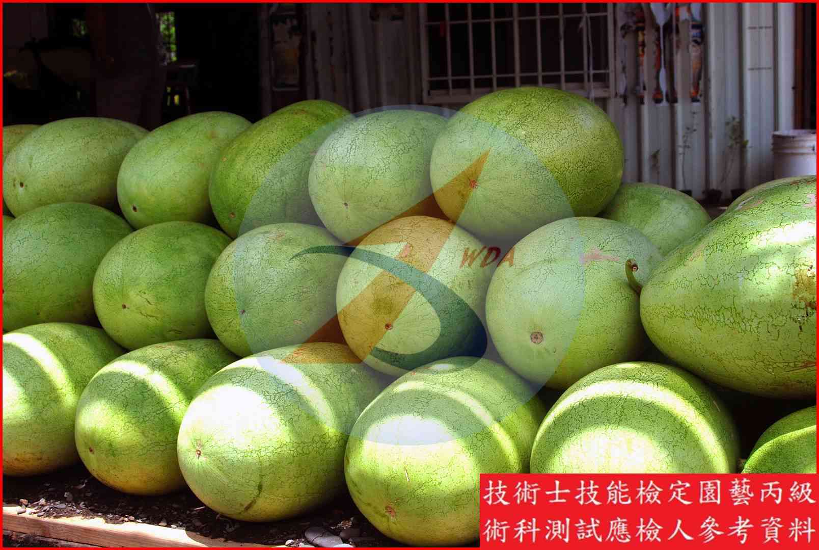 西瓜 園藝丙級辨識圖片