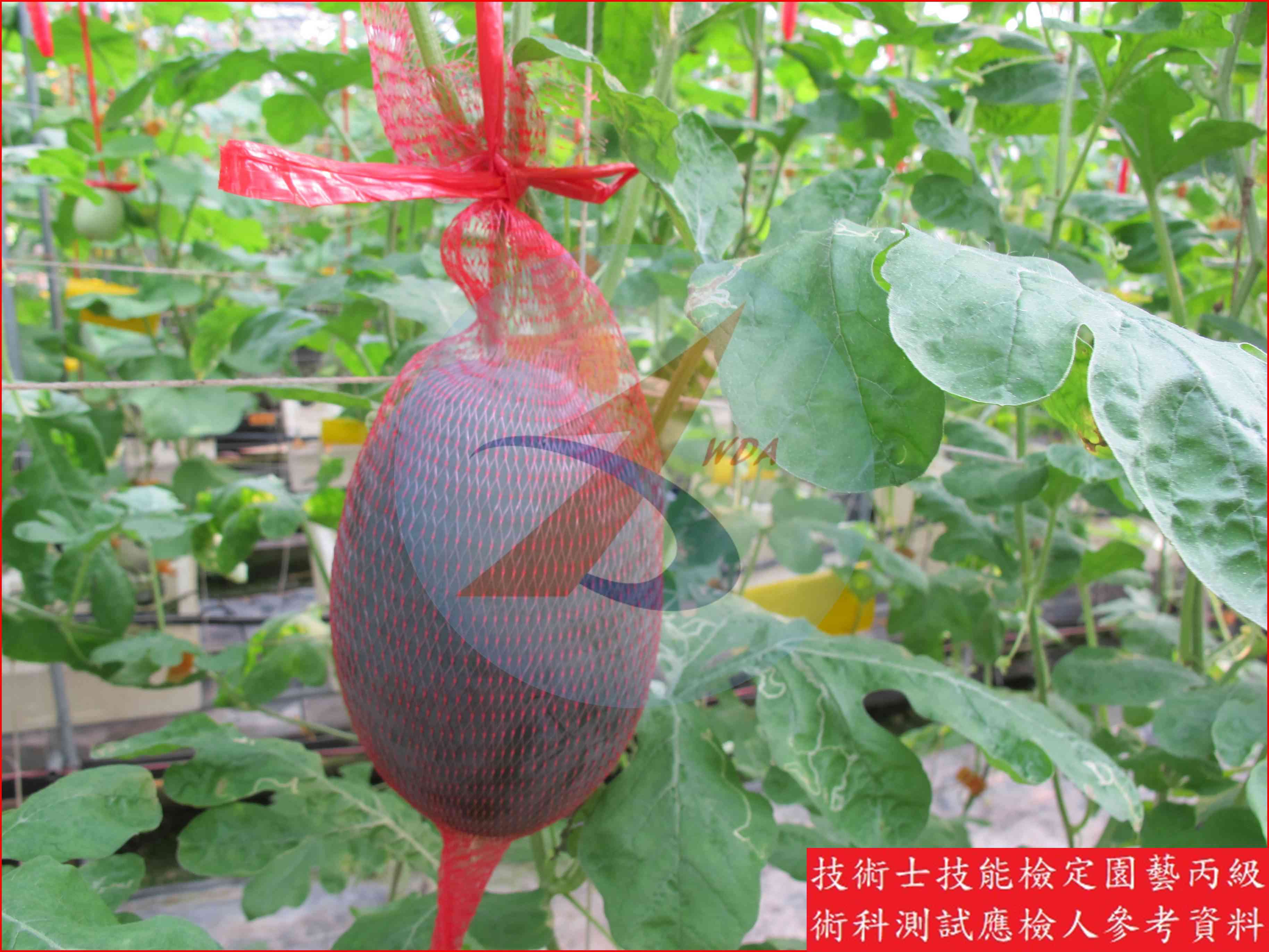 西瓜 園藝丙級識別圖片 10