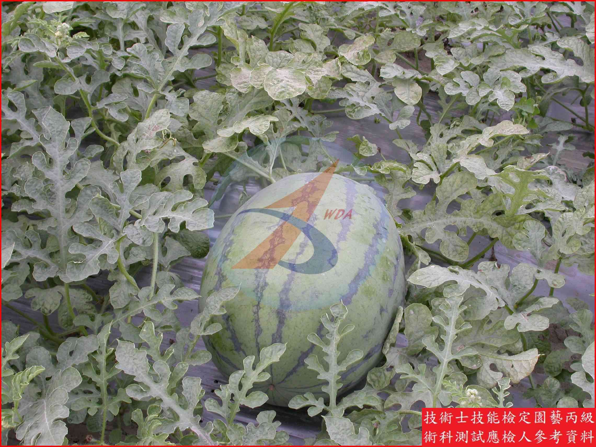 西瓜 園藝丙級識別圖片 11
