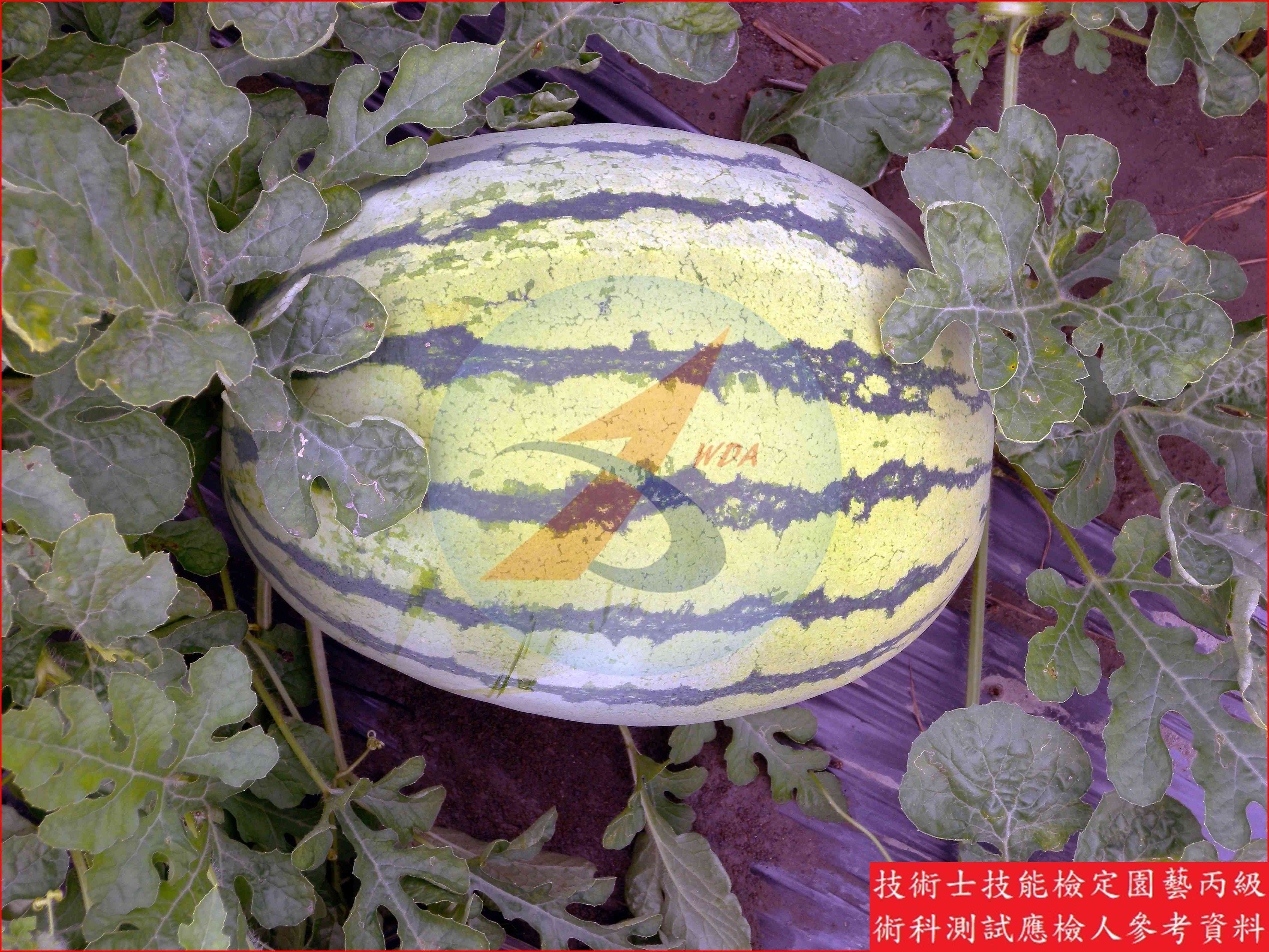 西瓜 園藝丙級識別圖片 5