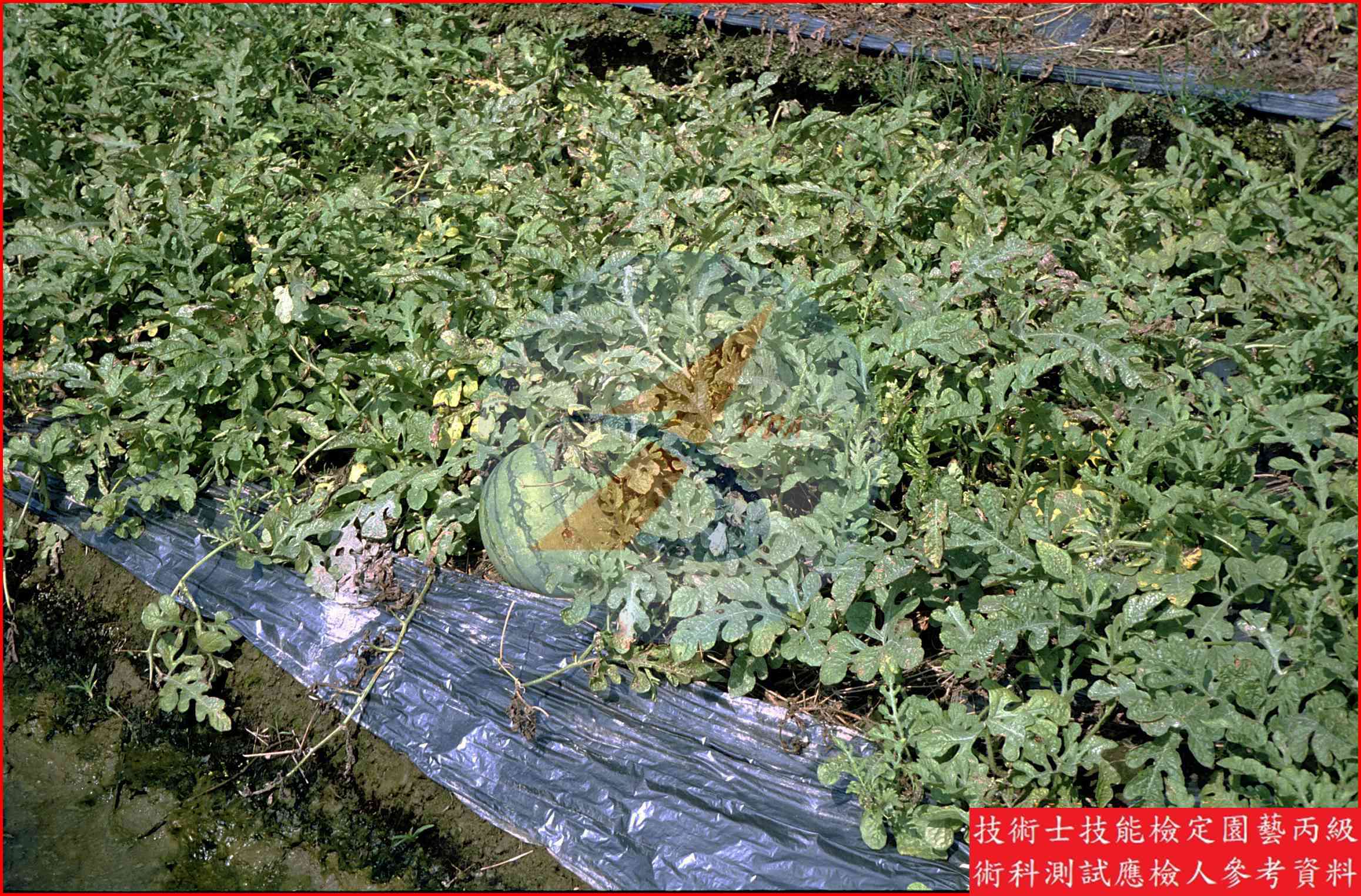 西瓜 園藝丙級識別圖片 6